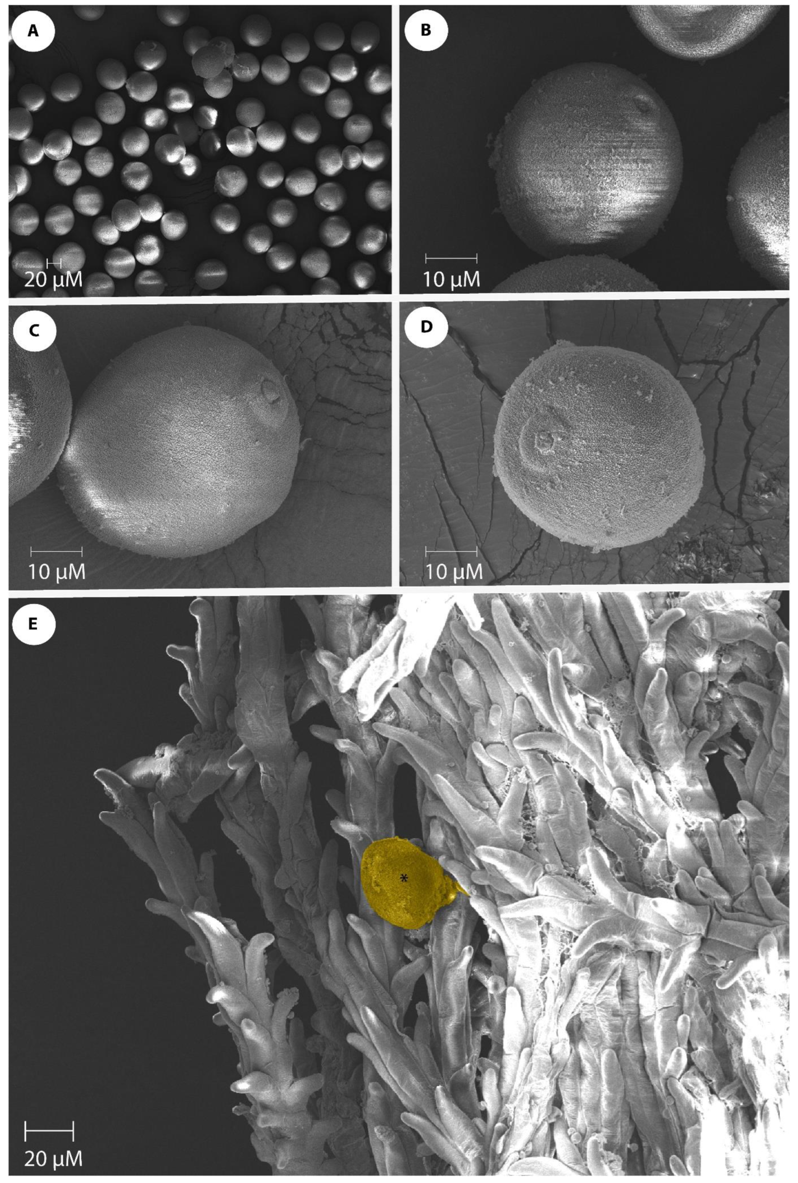 Agronomy 12 02009 g002