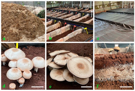 Paddy straw mushroom (433)