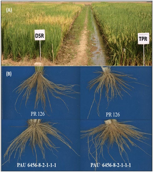 Agronomy | Free Full-Text | Genetic Evaluation of a Diverse Rice