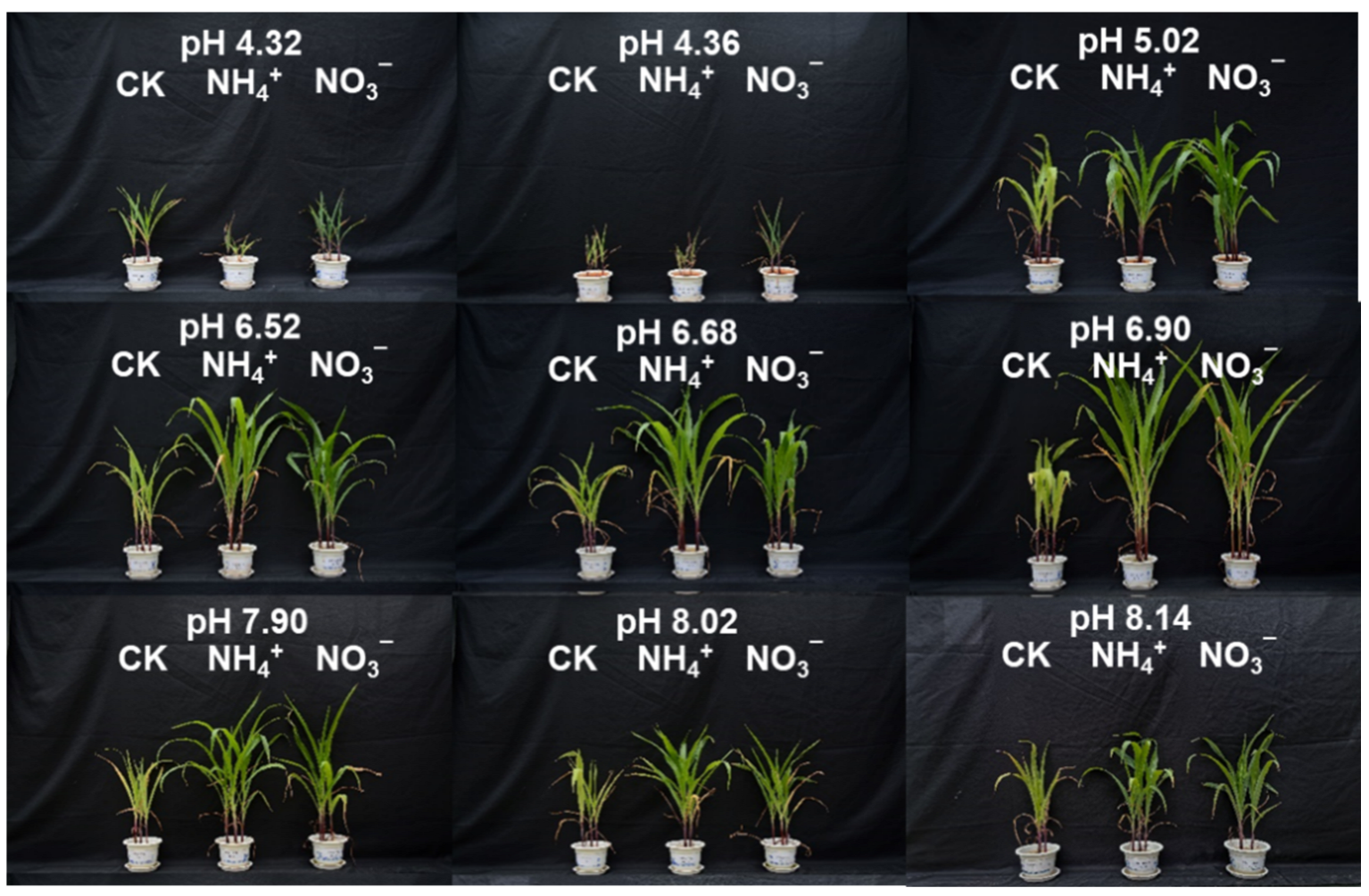 Agronomy 12 02149 g001