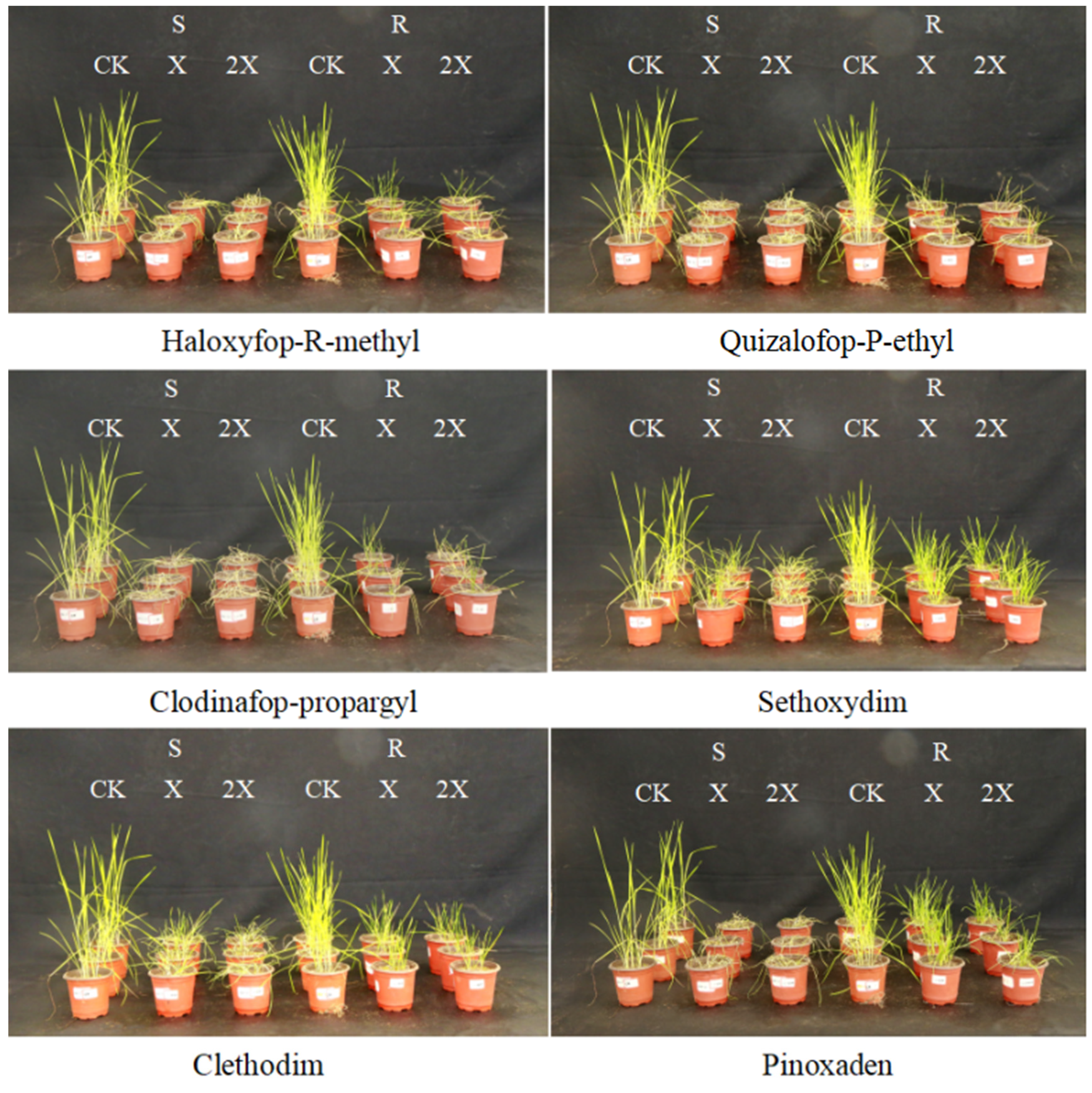 Agronomy 12 02172 g002