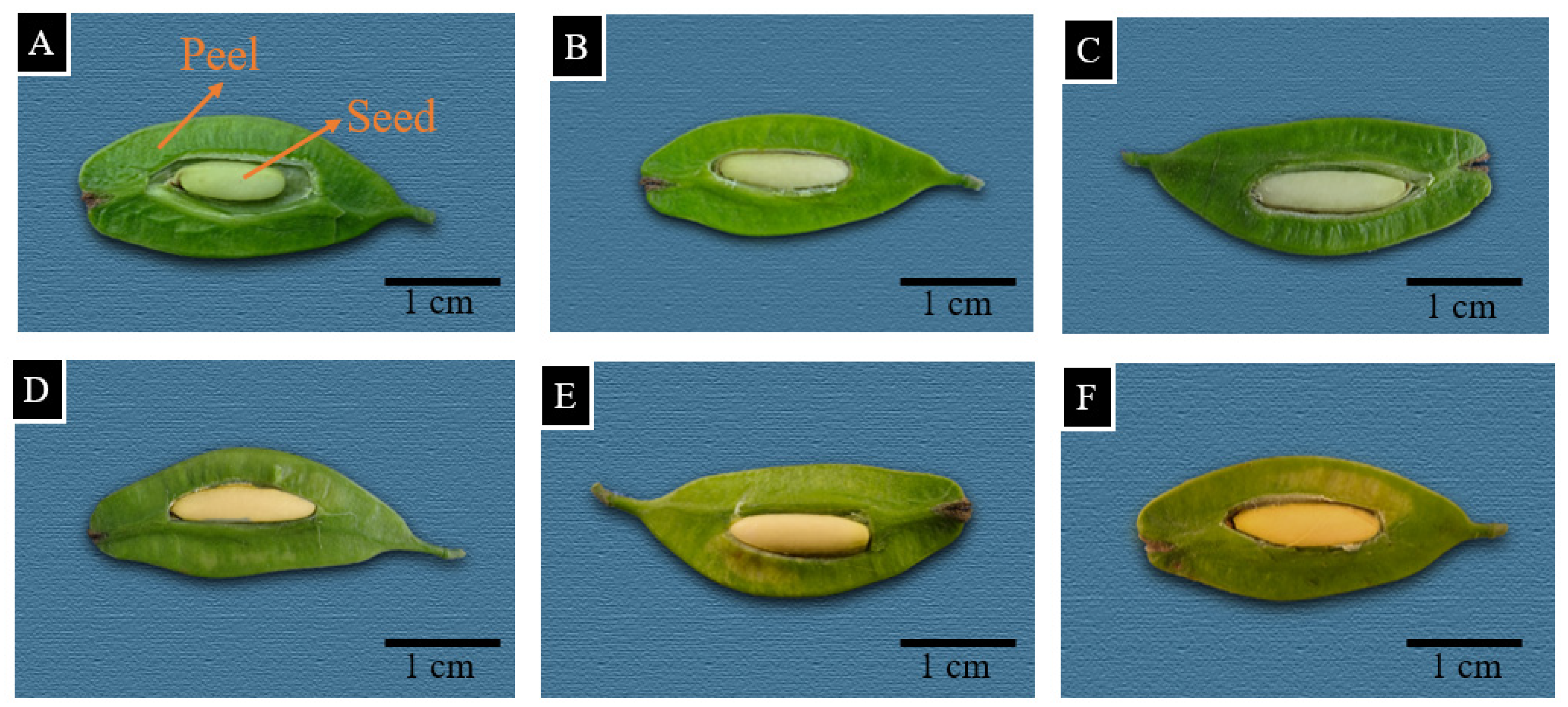 Agronomy 12 02197 g001