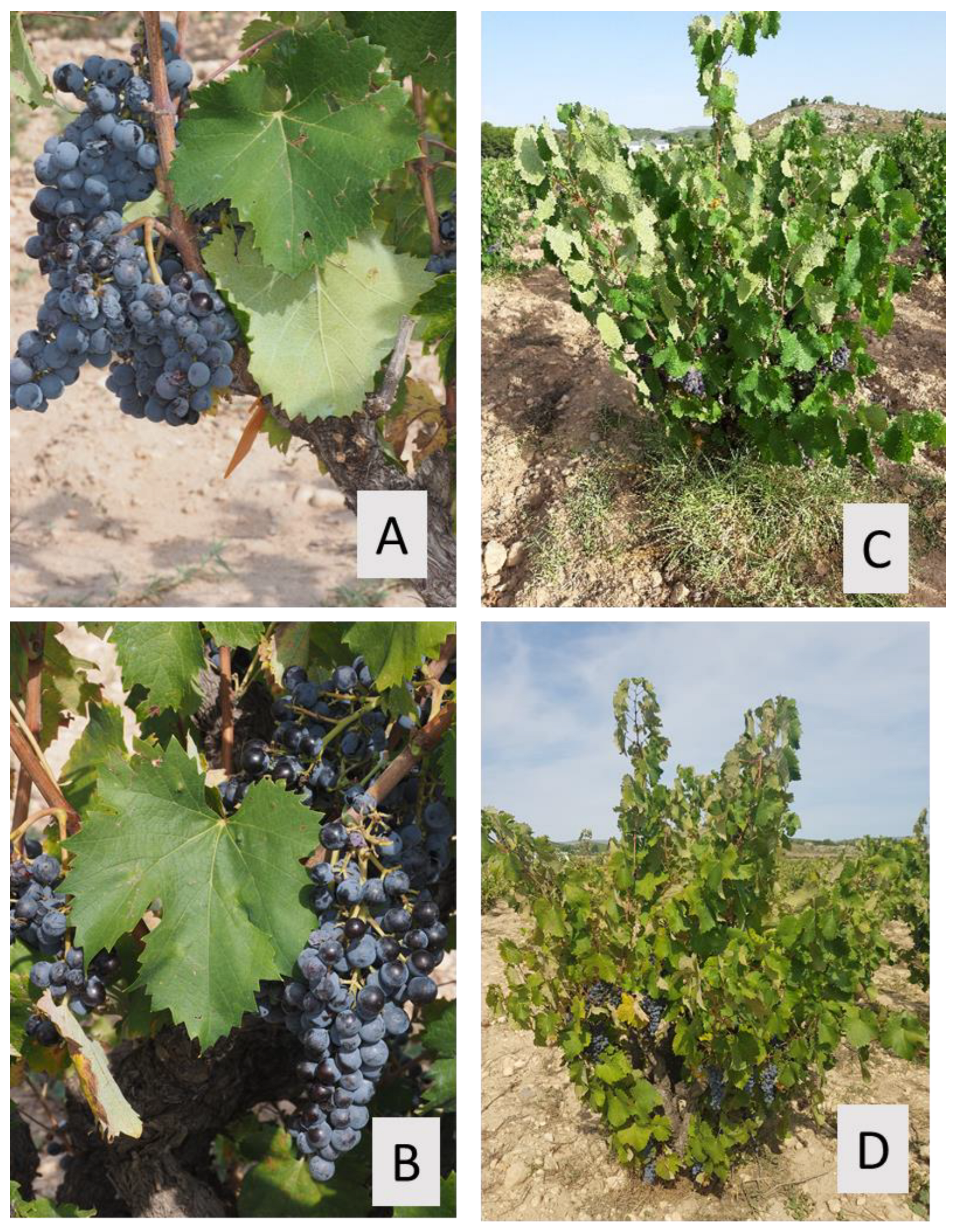 Agronomy 12 02234 g002