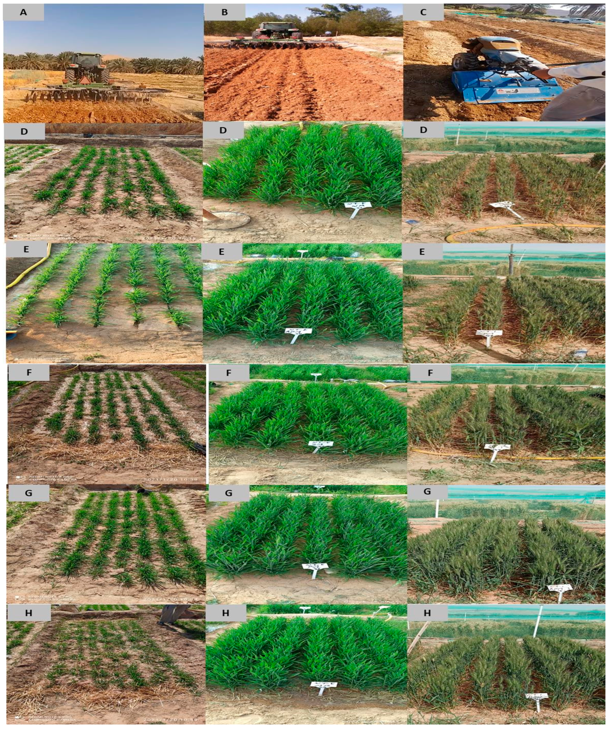 Agronomy | Free Full-Text | Integrating Tillage and Mulching Practices as  an Avenue to Promote Soil Water Storage, Growth, Production, and Water  Productivity of Wheat under Deficit Irrigation in Arid Countries