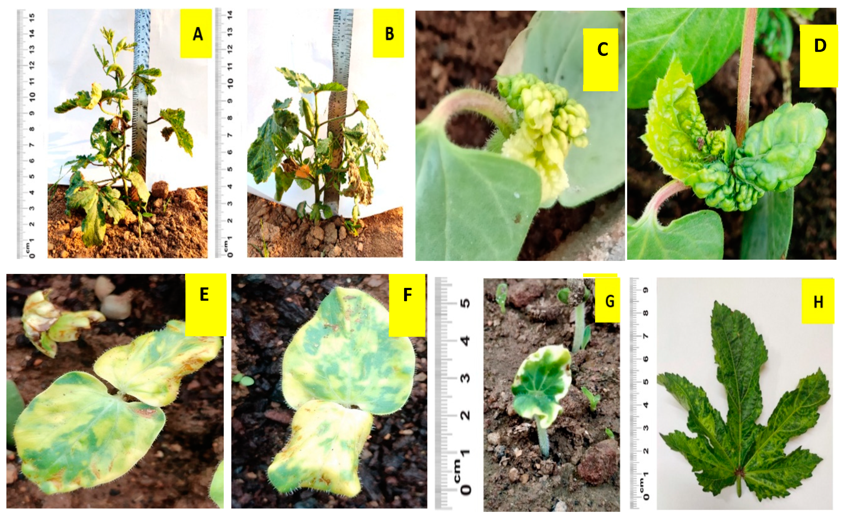 Agronomy 12 02247 g002