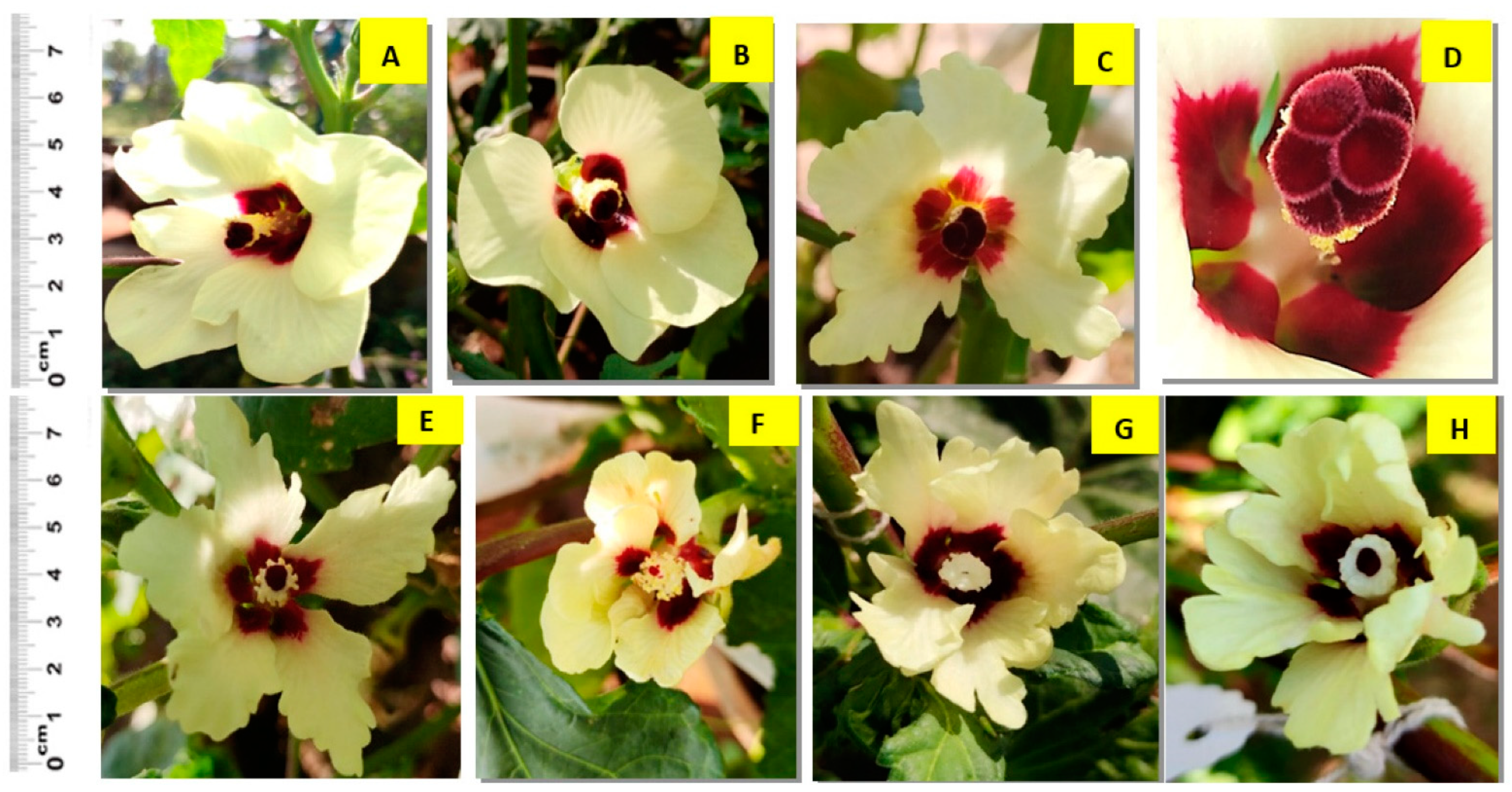 Agronomy 12 02247 g003