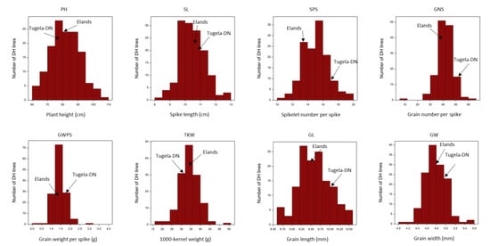 Phenotype of wild-type Supi 3 and mutant wh. (A) spikes, (B) leaf