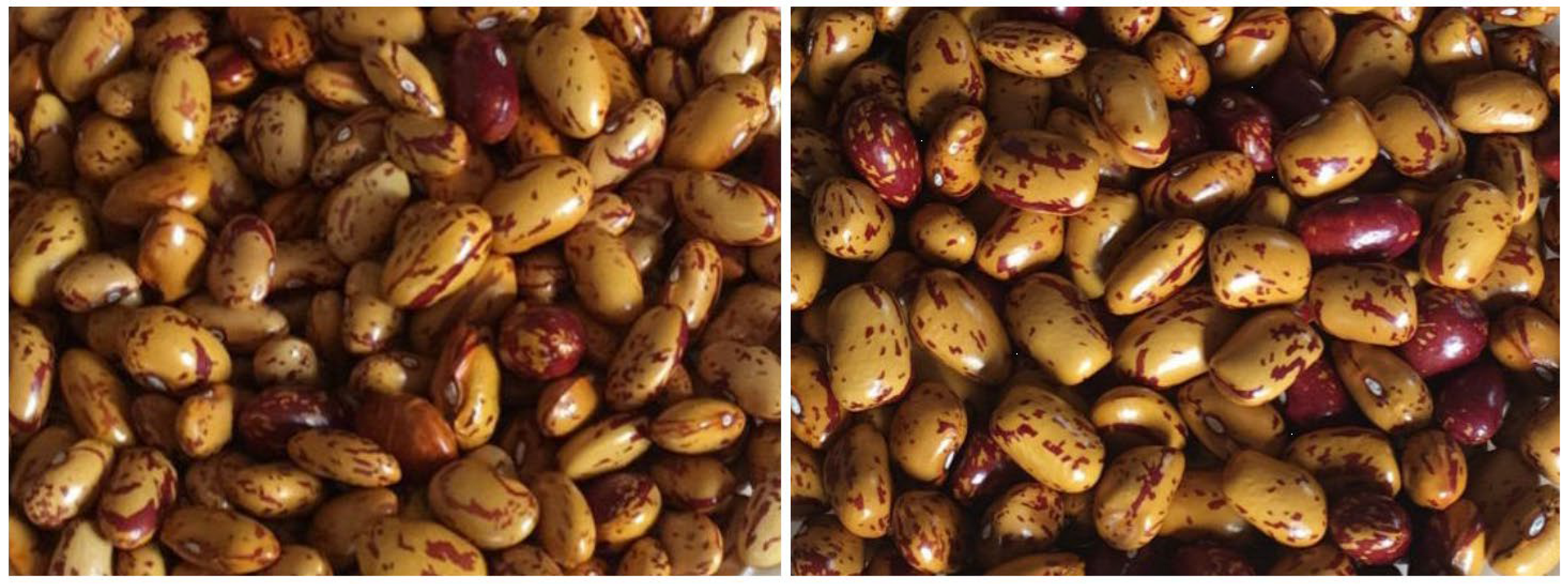 Agronomy 12 02285 g004 Agronomy 12 02285 g004