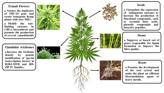 Botanists conduct first large-scale genetic study of marijuana, hemp