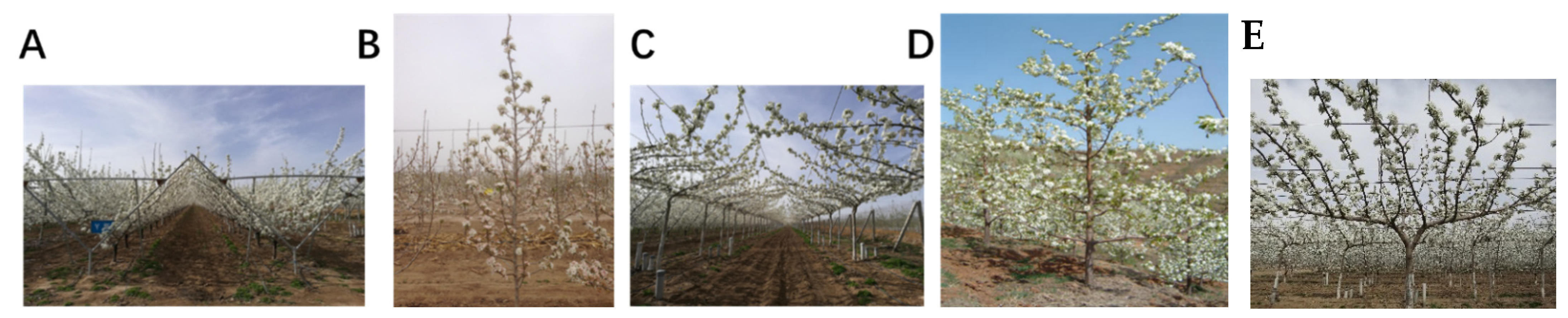 Agronomy 12 02440 g001 Agronomy 12 02440 g001