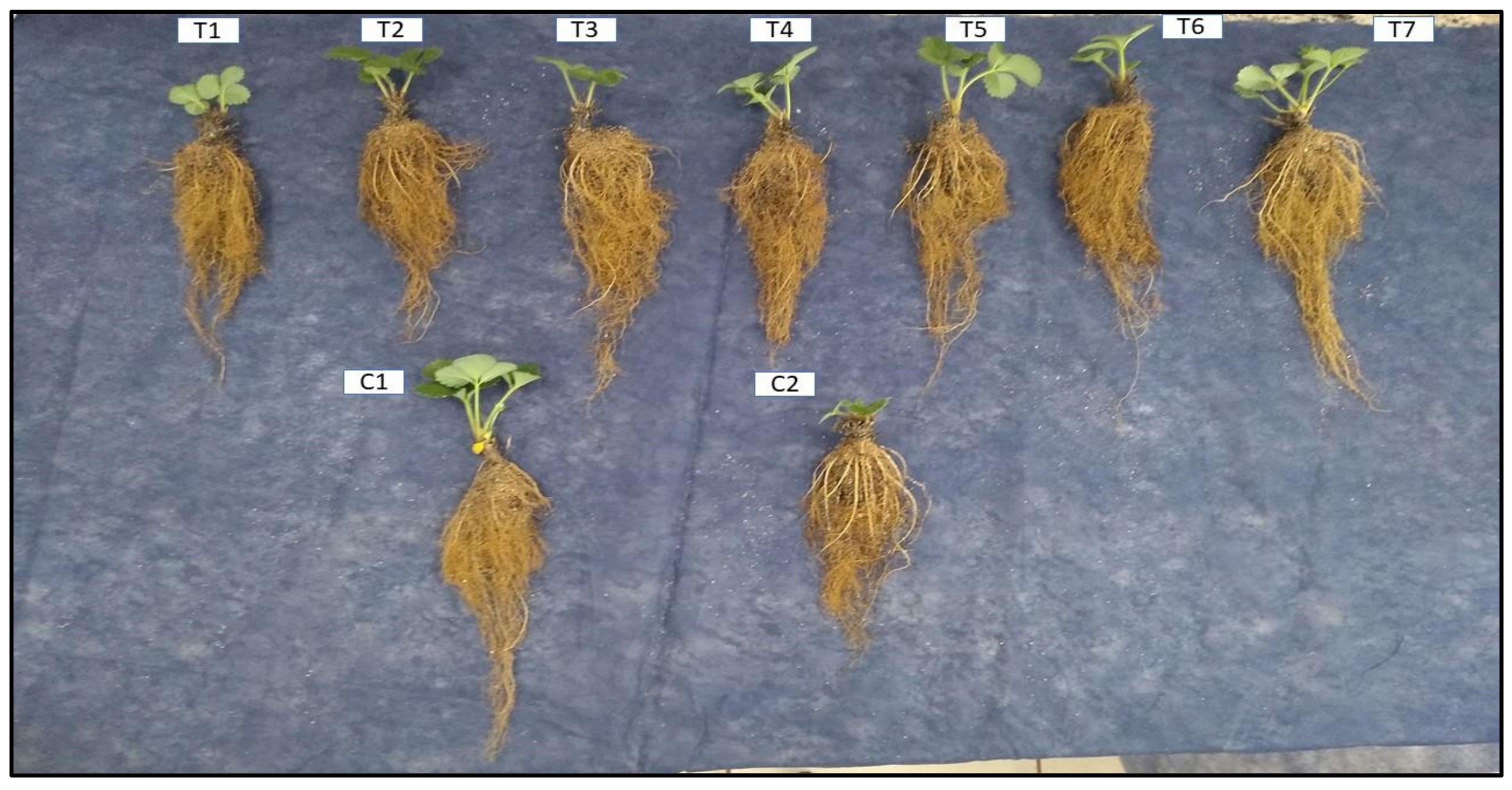 Agronomy 12 02465 g010
