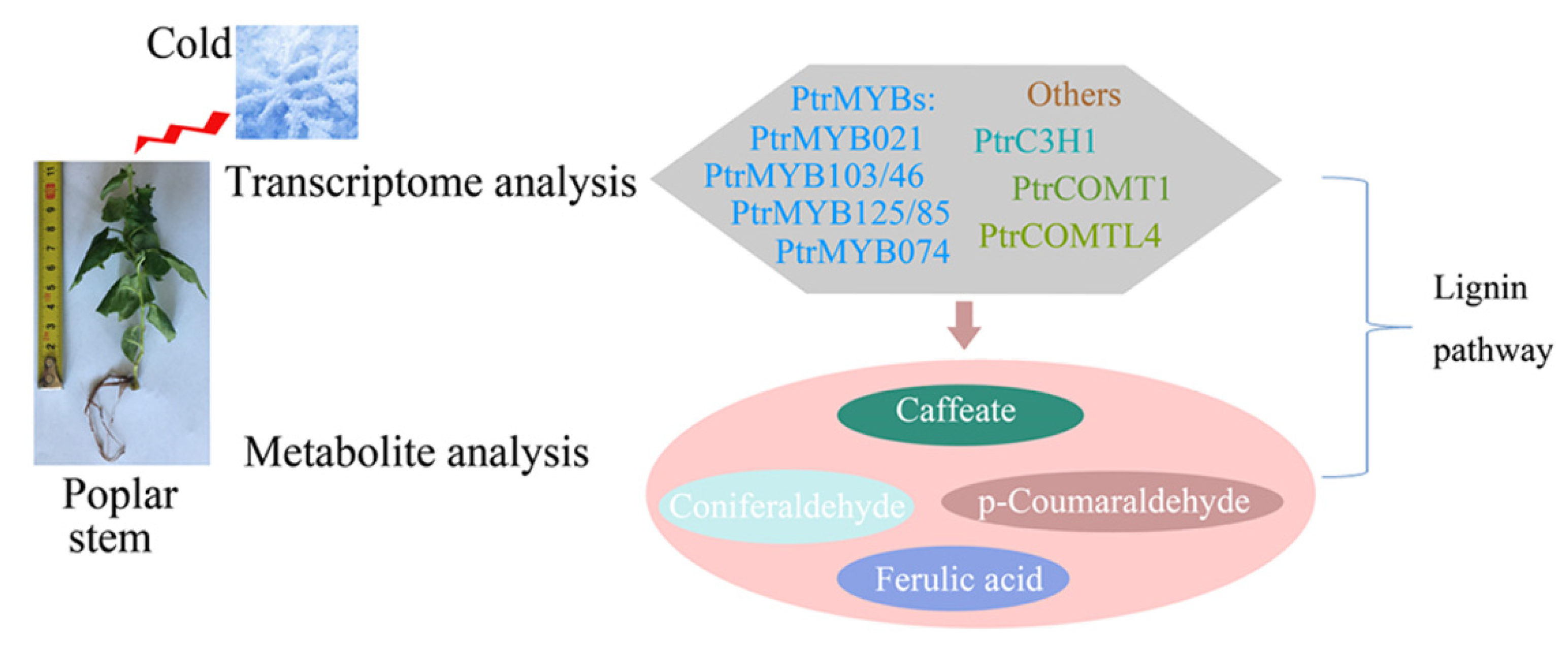 Agronomy 12 02506 g007