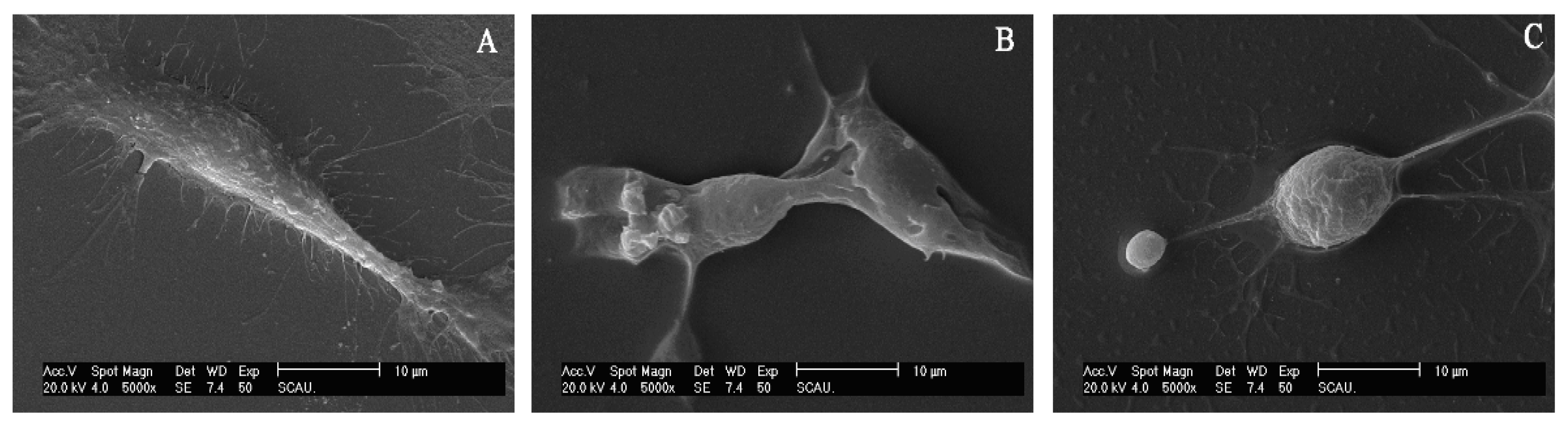 Agronomy 12 02611 g005