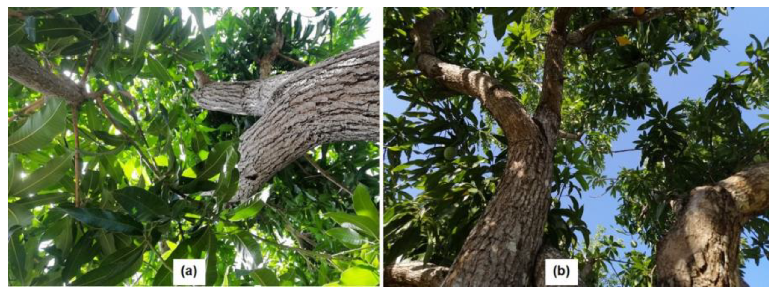 Agronomy 12 02623 g011 Agronomy 12 02623 g011