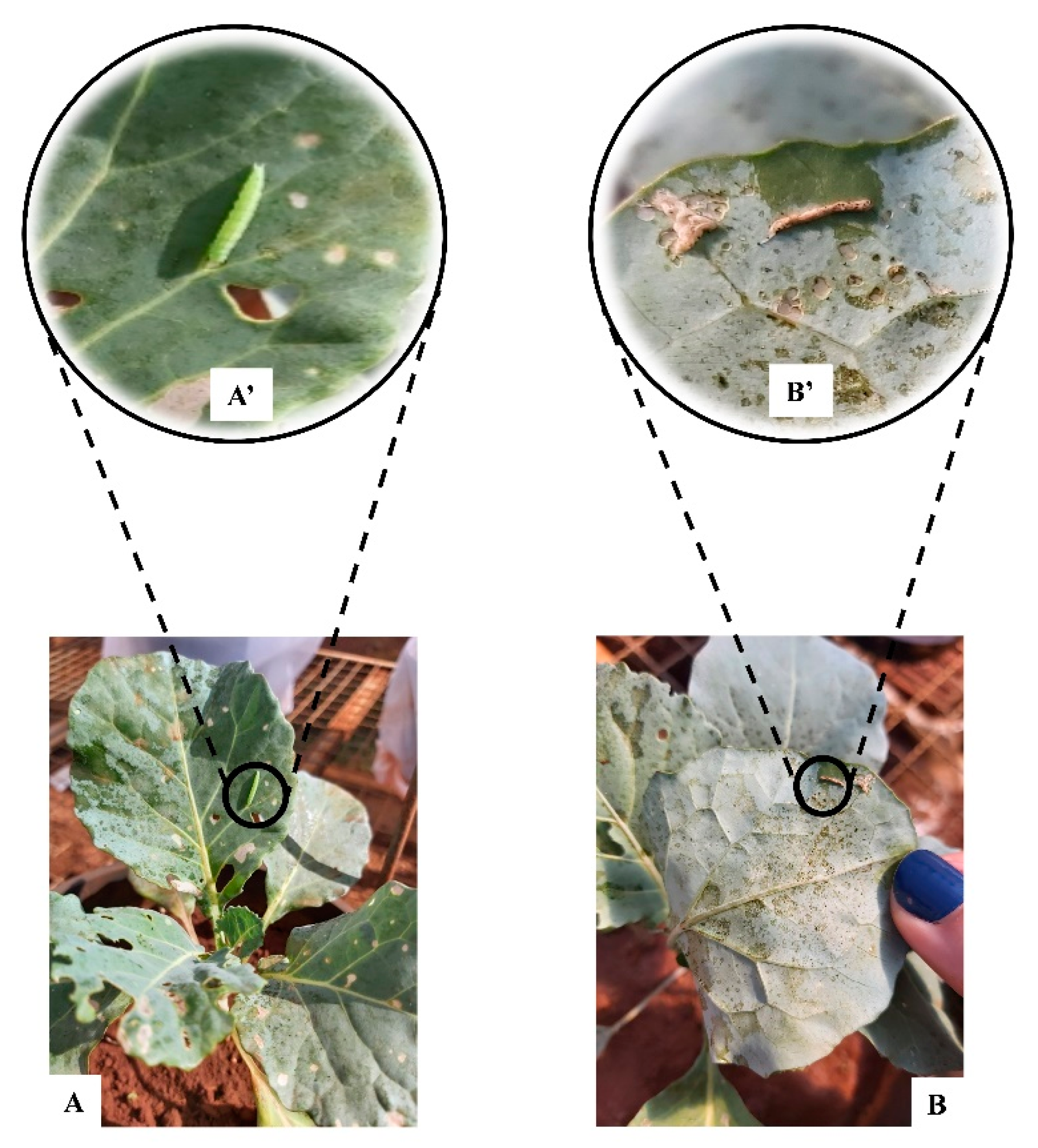 Agronomy 12 02646 g003 Agronomy 12 02646 g003