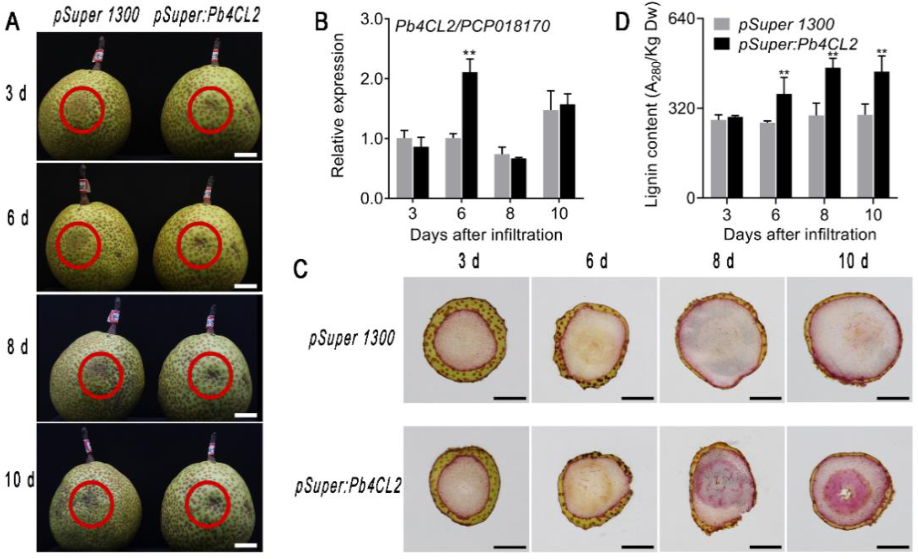Agronomy 12 02650 g004 Agronomy 12 02650 g004