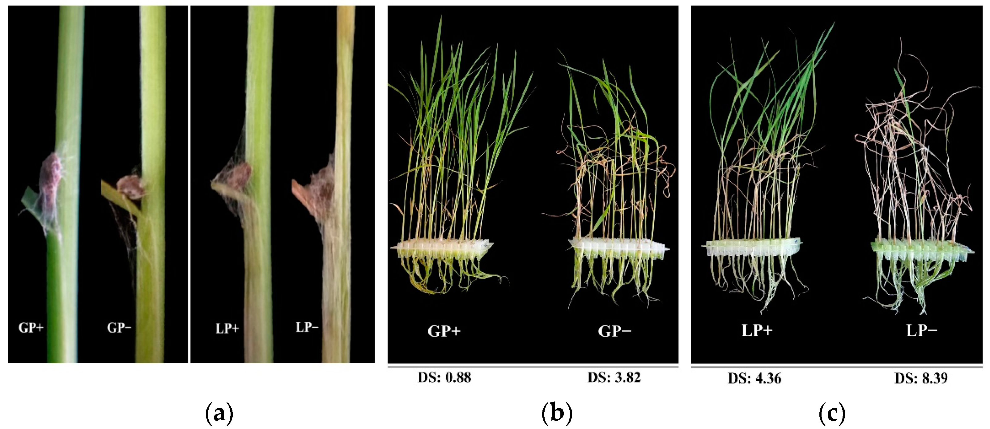 Agronomy 12 02660 g001 Agronomy 12 02660 g001