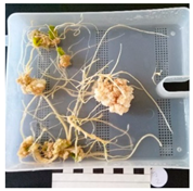 Agronomy 12 02672 i002 Agronomy 12 02672 i002