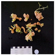 Agronomy 12 02672 i014 Agronomy 12 02672 i014
