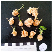 Agronomy 12 02672 i015 Agronomy 12 02672 i015