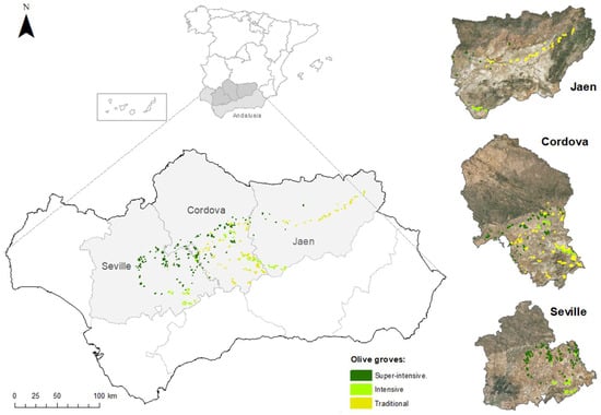 Agronomy Free Full Text Detection of Planting Systems in Olive