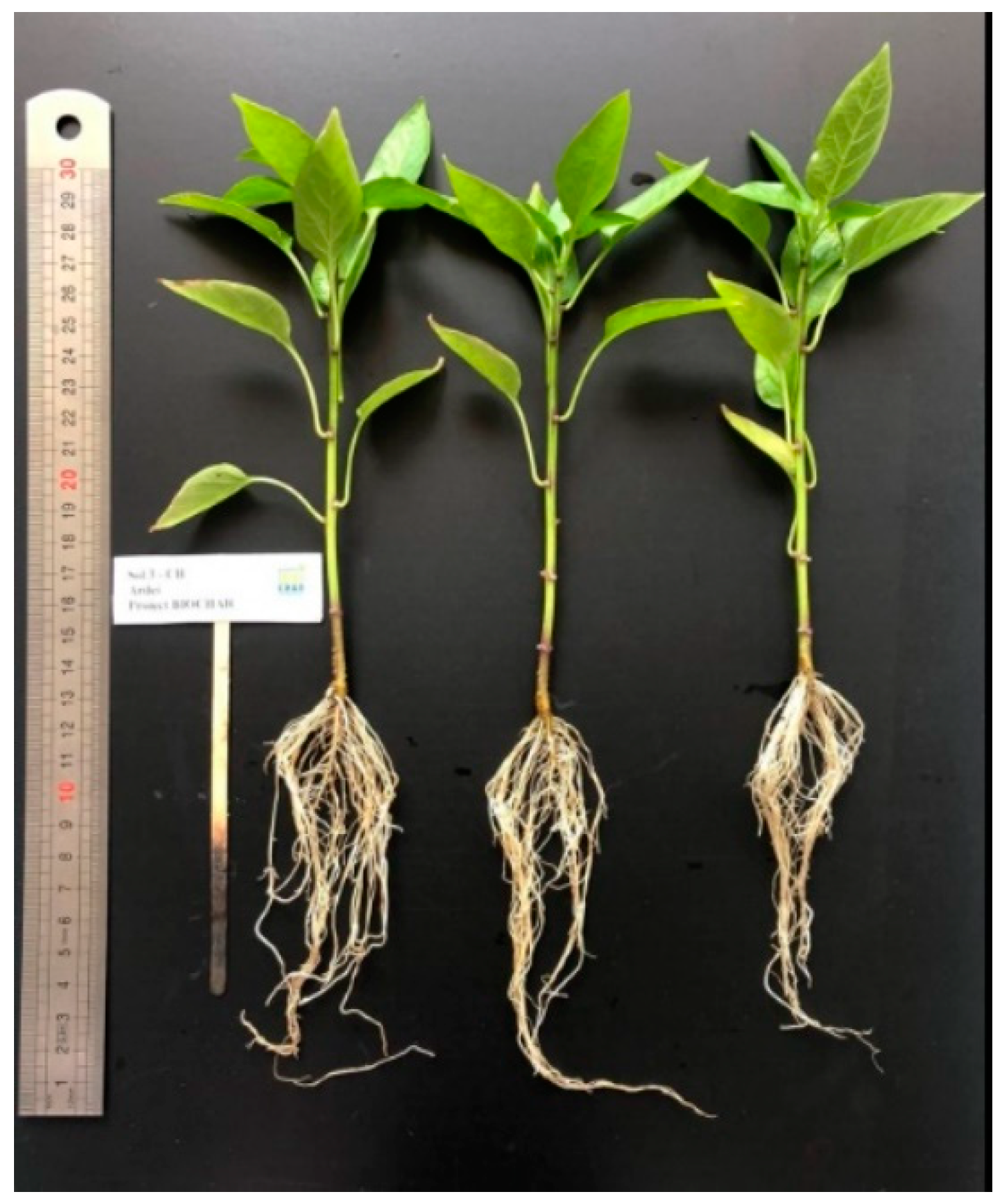 Agronomy 12 02730 g005 Agronomy 12 02730 g005