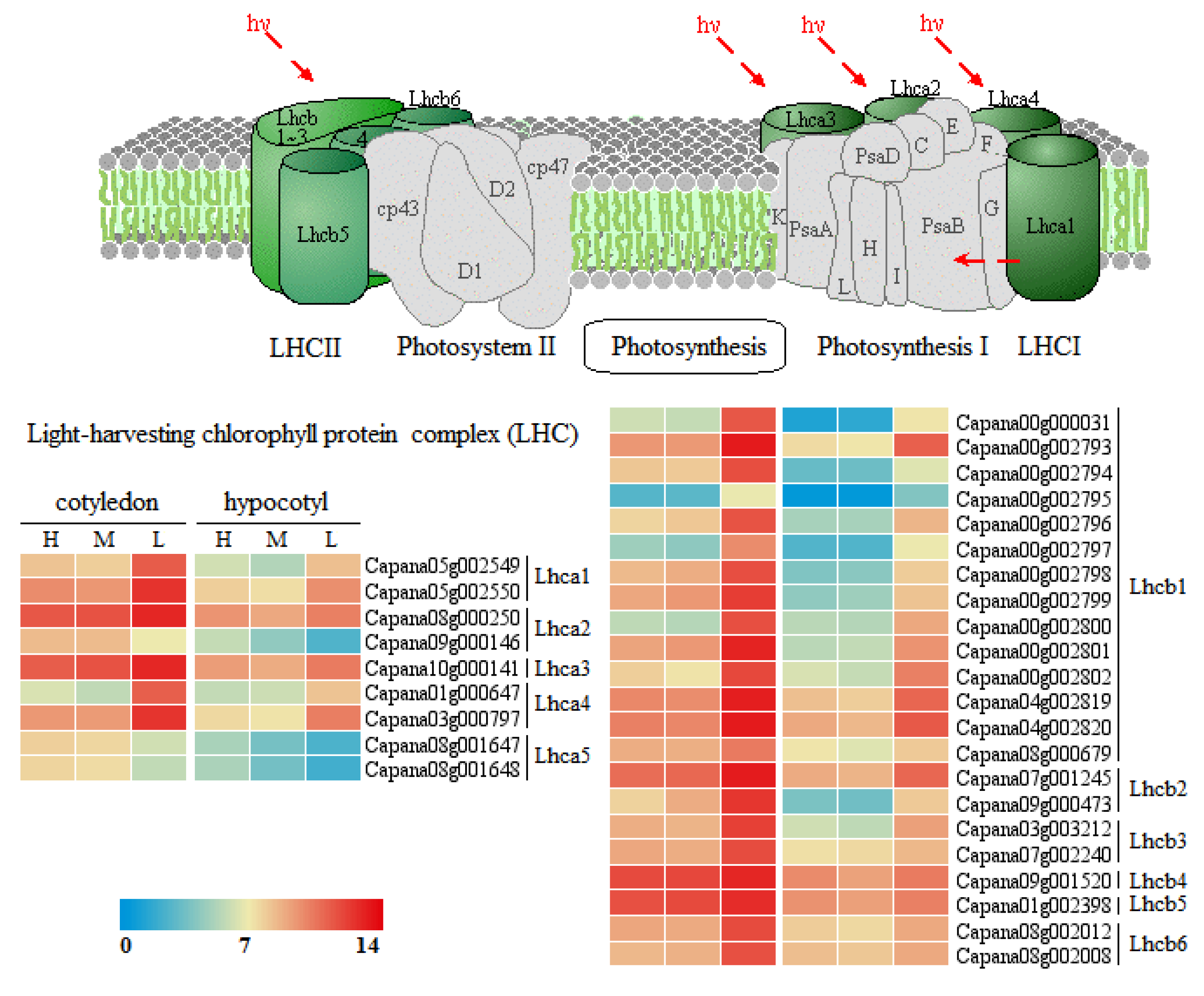 Agronomy 12 02762 g007