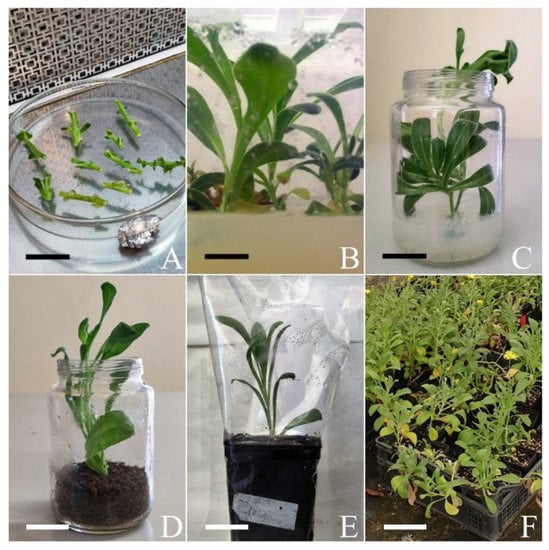 Agronomy | Free Full-Text | Propagation of Calendula maritima Guss.  (Asteraceae) through Biotechnological Techniques for Possible Usage in  Phytotherapy