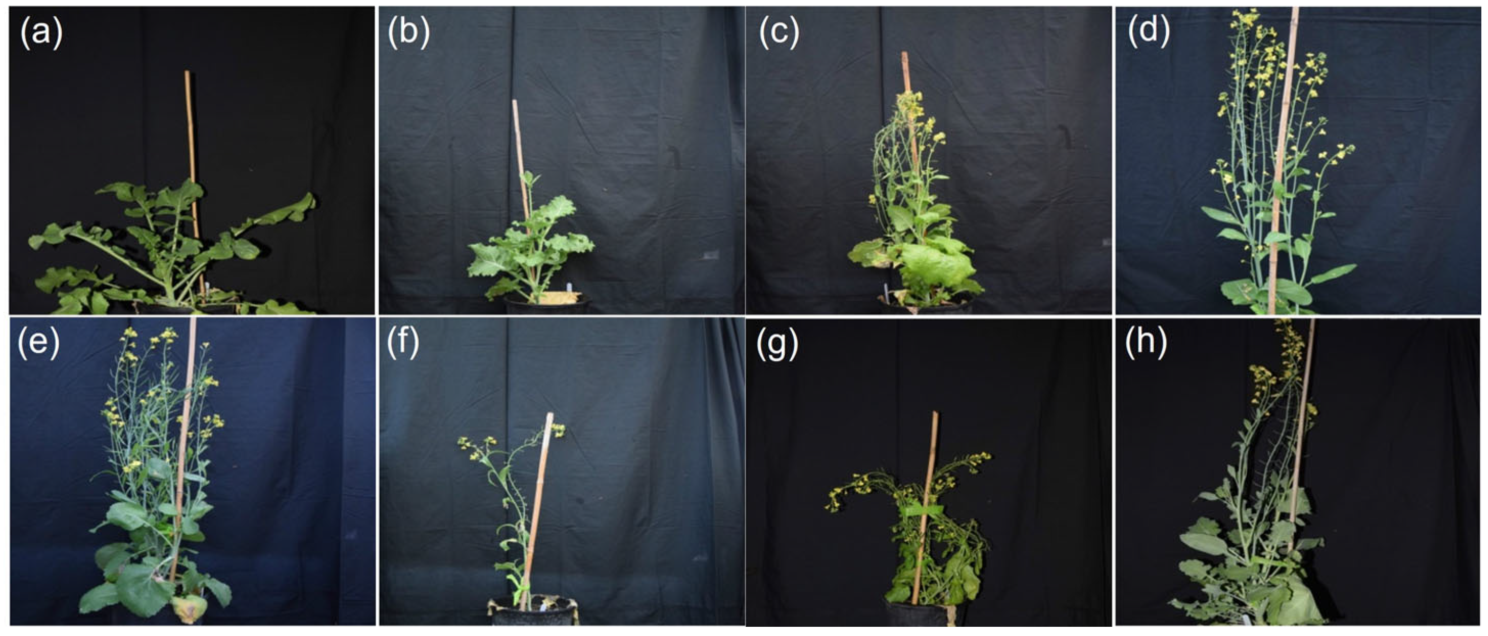 Agronomy 12 02843 g001