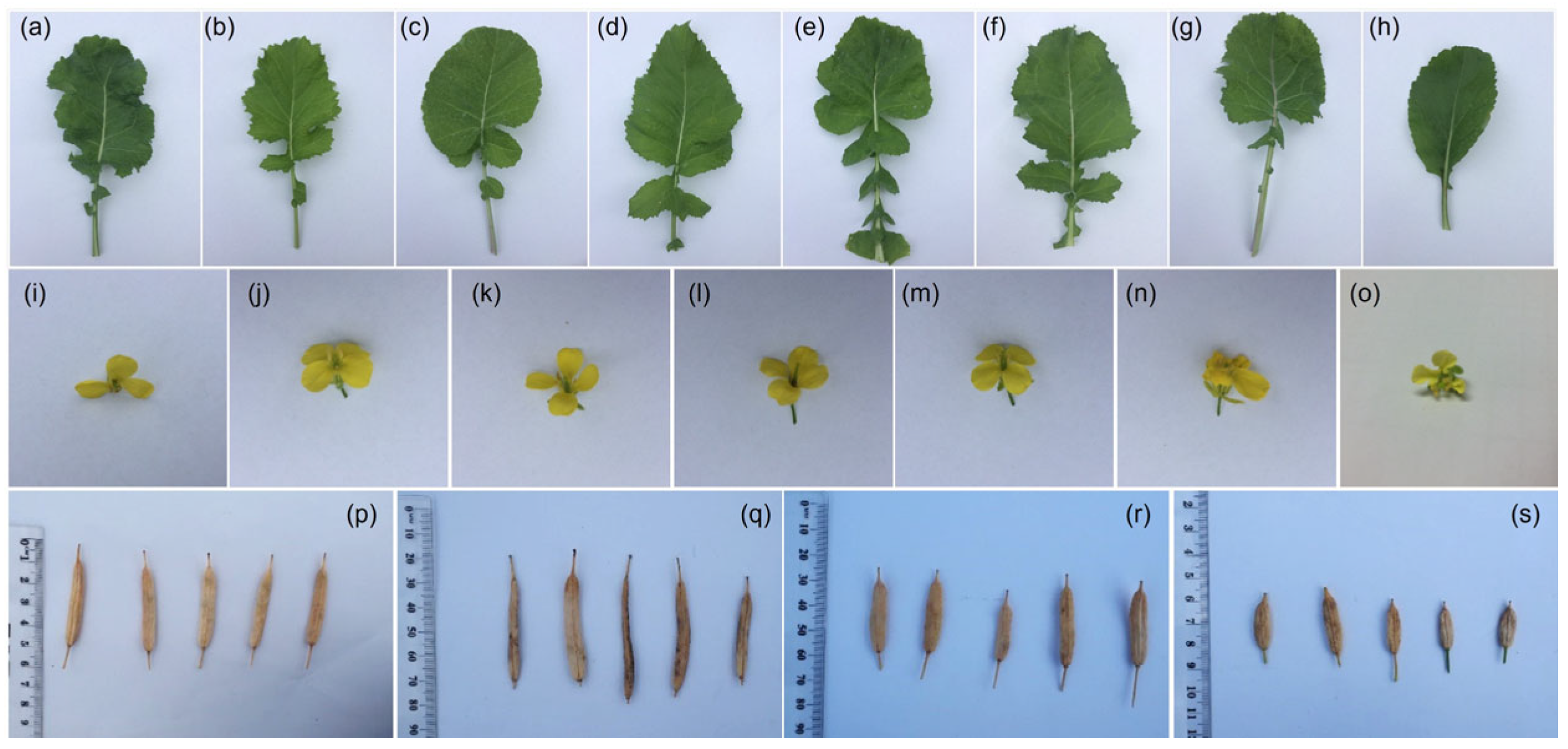 Agronomy 12 02843 g002