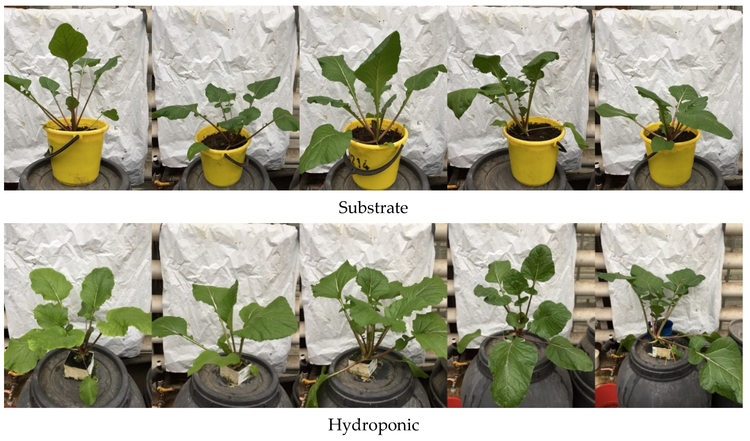 Agronomy 12 02869 g002 Agronomy 12 02869 g002