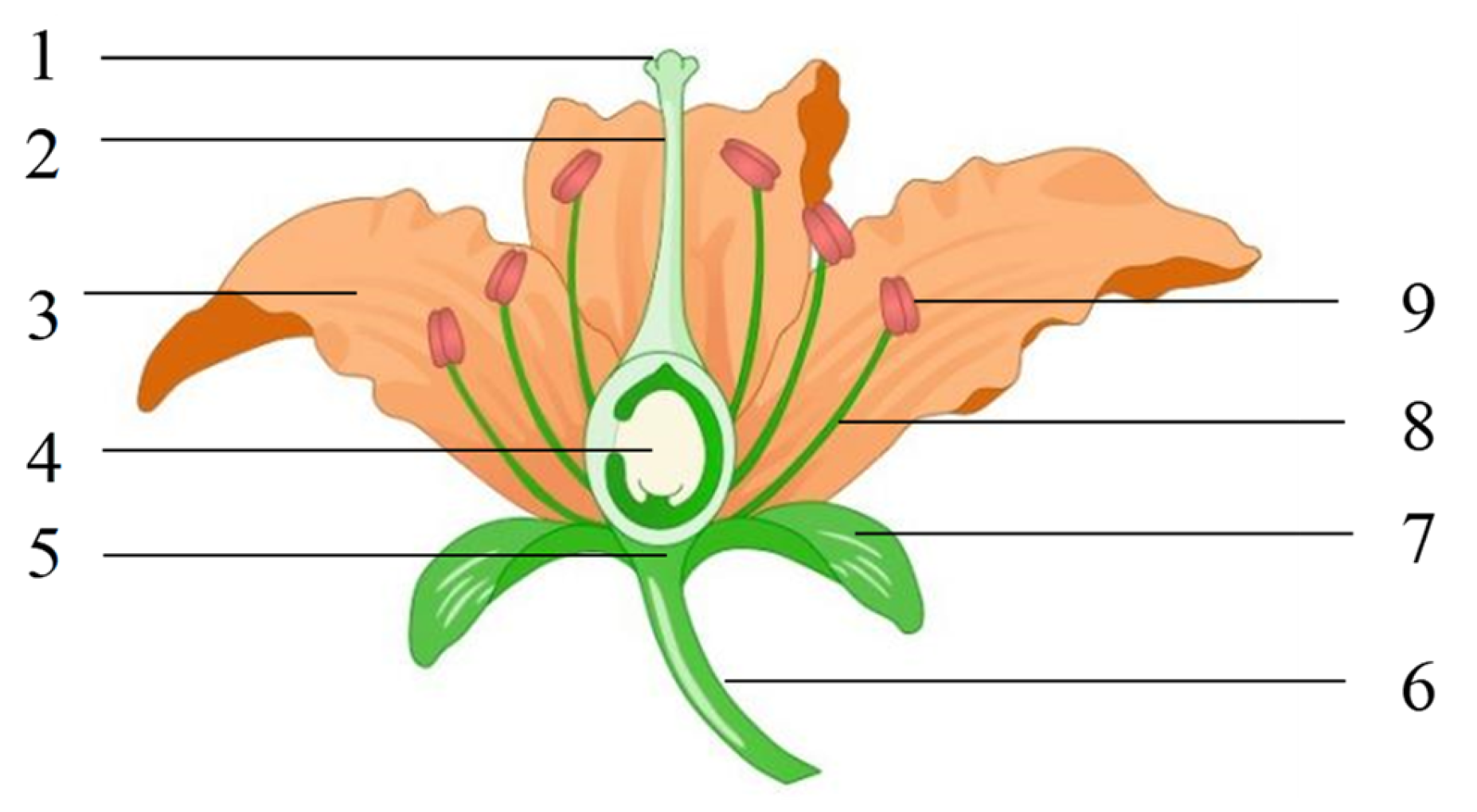 watermelon flower diagram