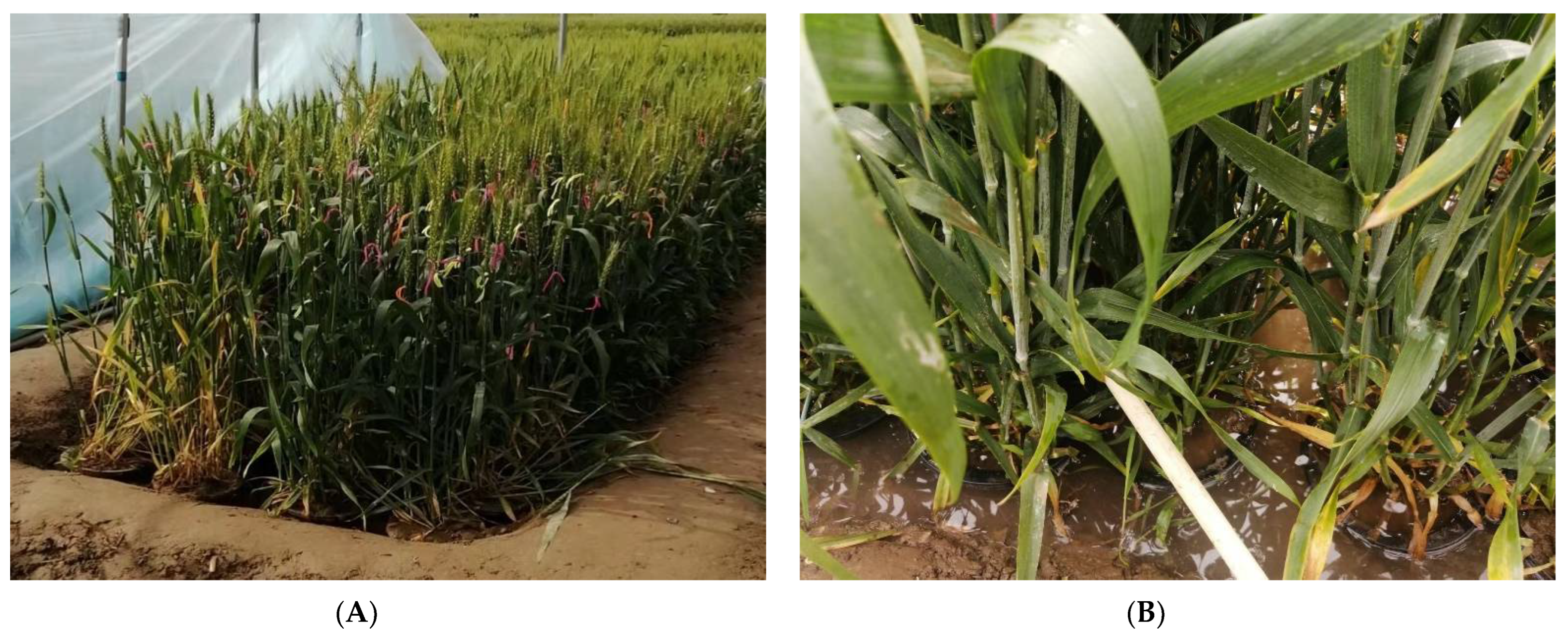 Agronomy 12 02876 g001 Agronomy 12 02876 g001