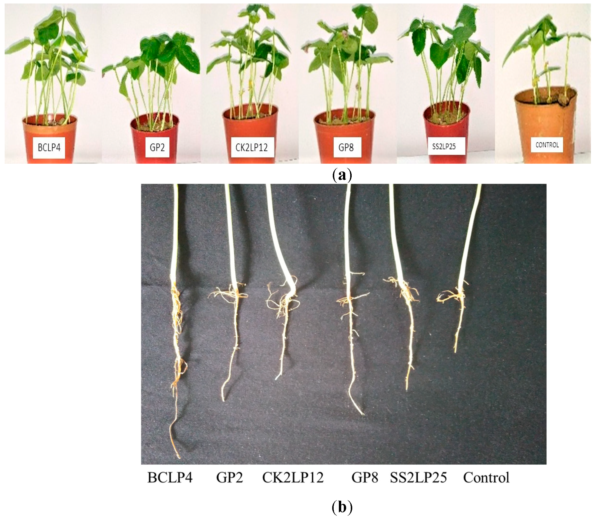 Agronomy 12 02878 g005 Agronomy 12 02878 g005
