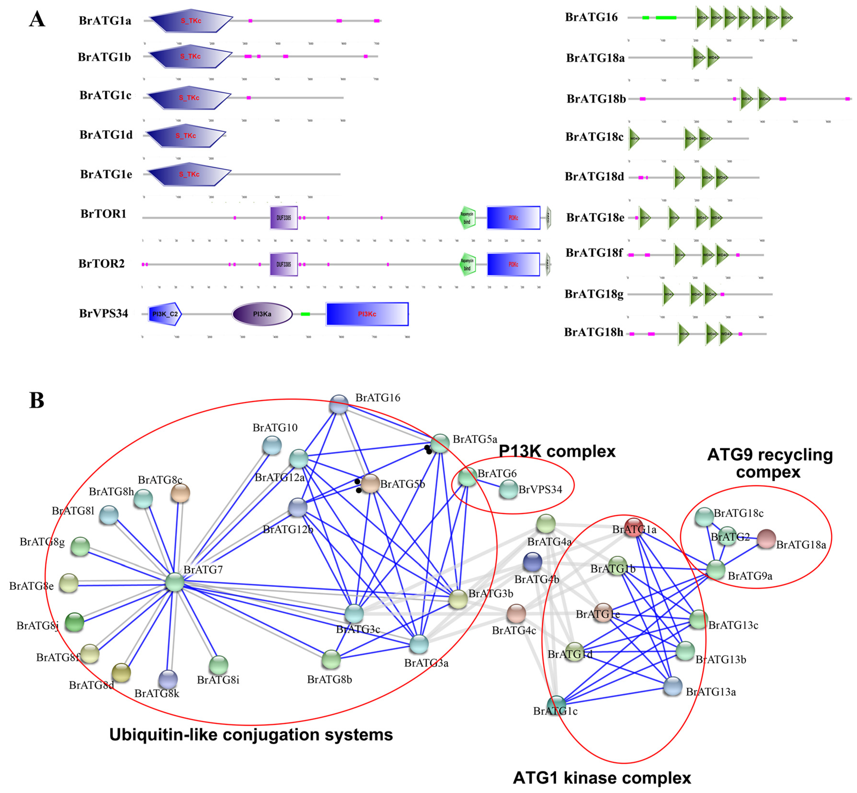 Agronomy 12 02976 g004