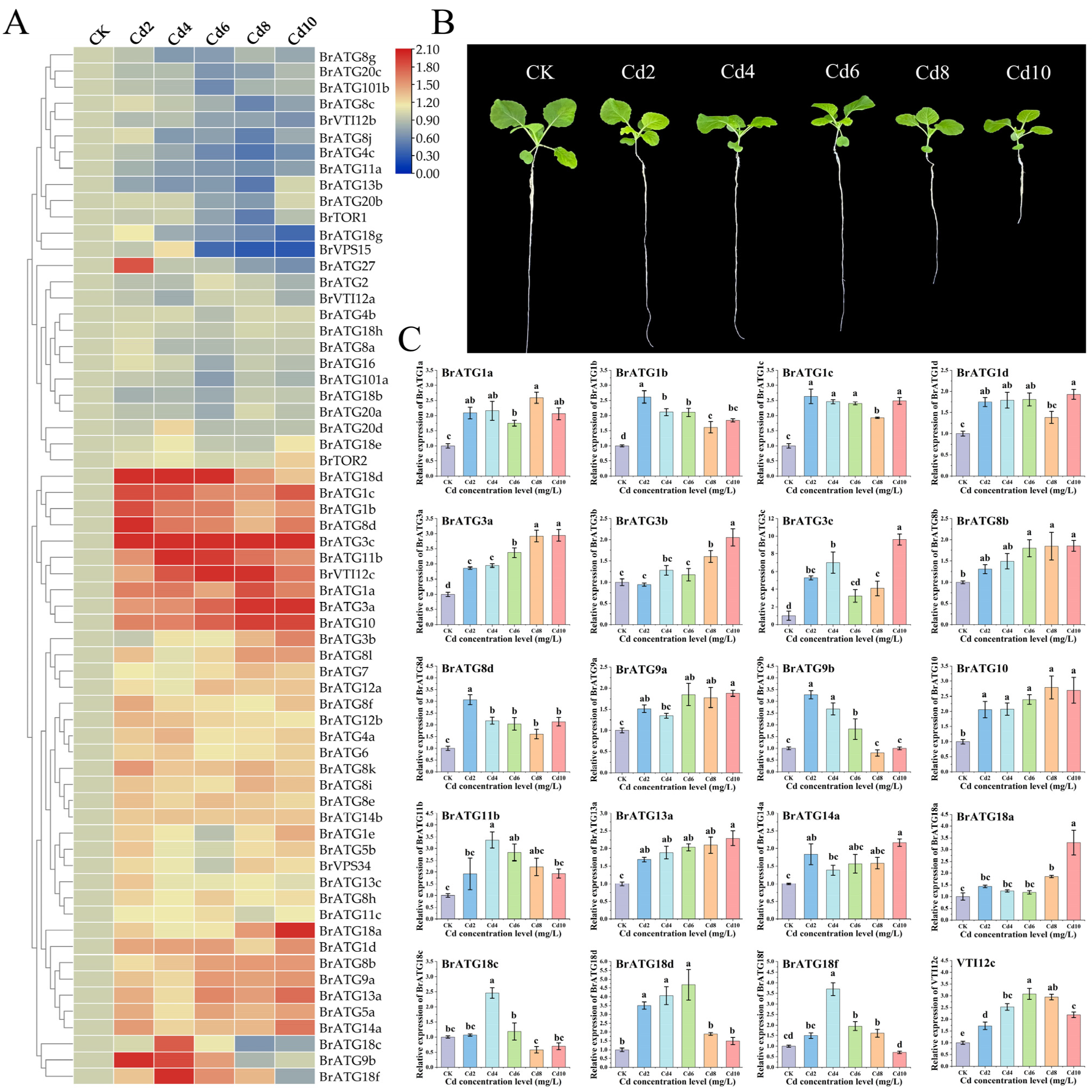 Agronomy 12 02976 g007
