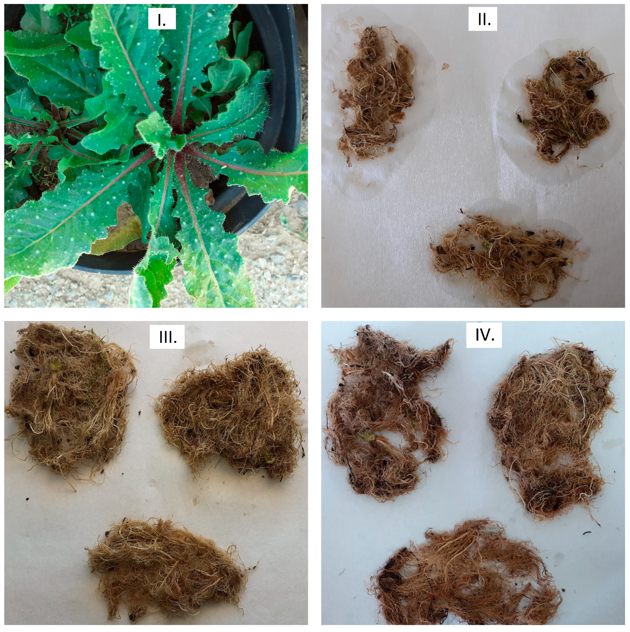 Agronomy 12 03028 g013