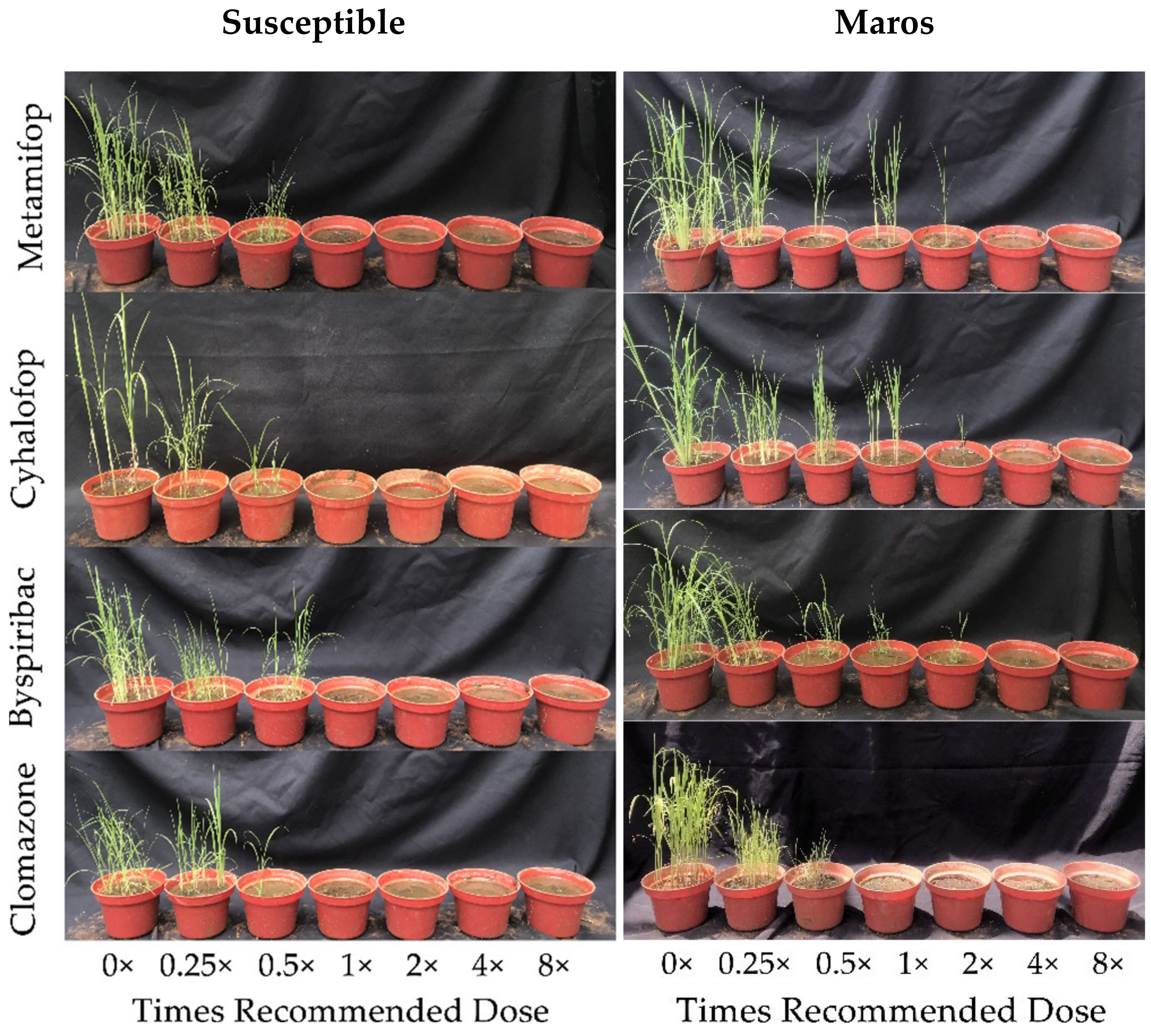 Agronomy 12 03152 g001 Agronomy 12 03152 g001