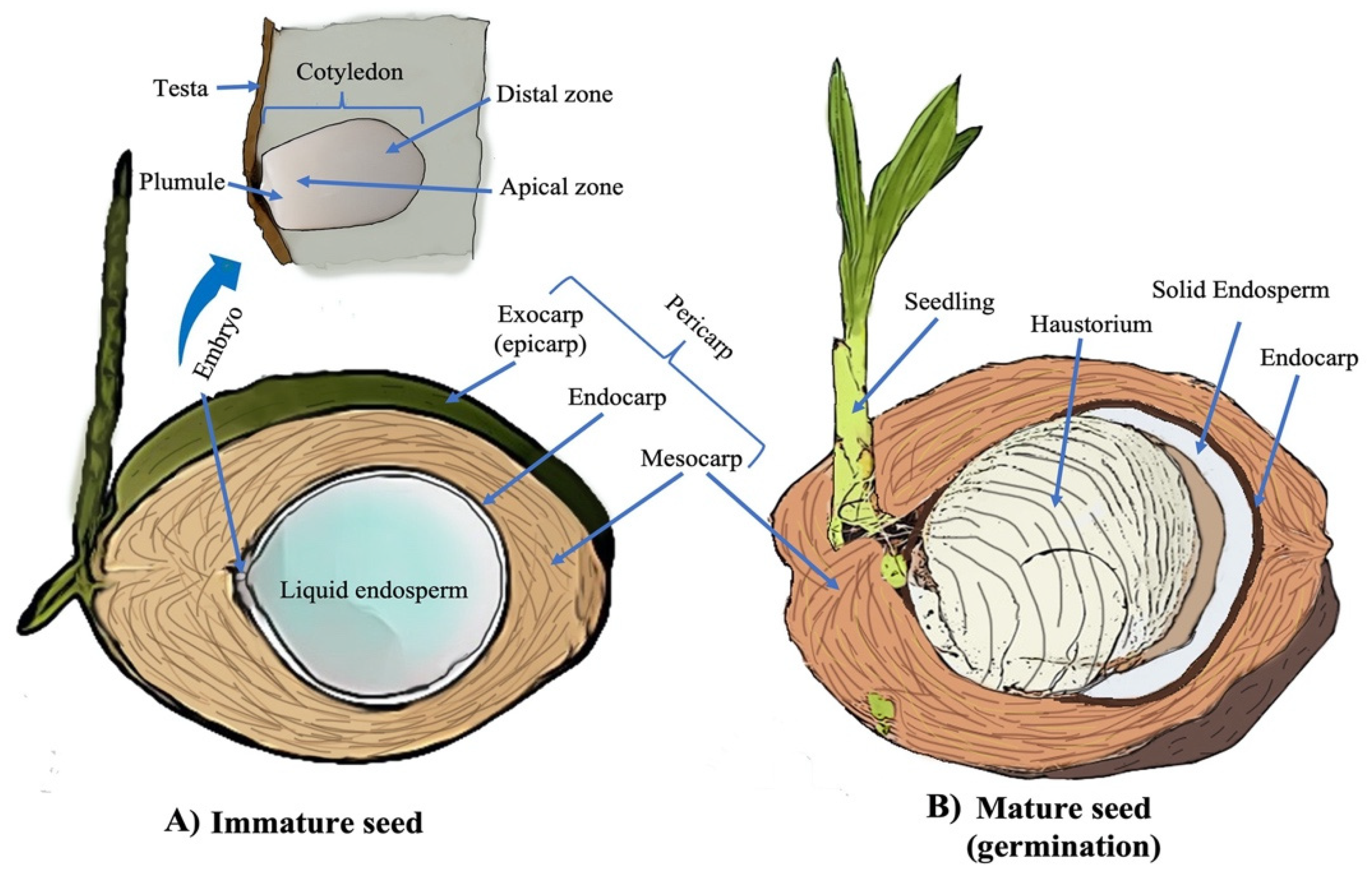 Agronomy | Free Full-Text | Potential of Omics to Control Diseases and  Pests in the Coconut Tree