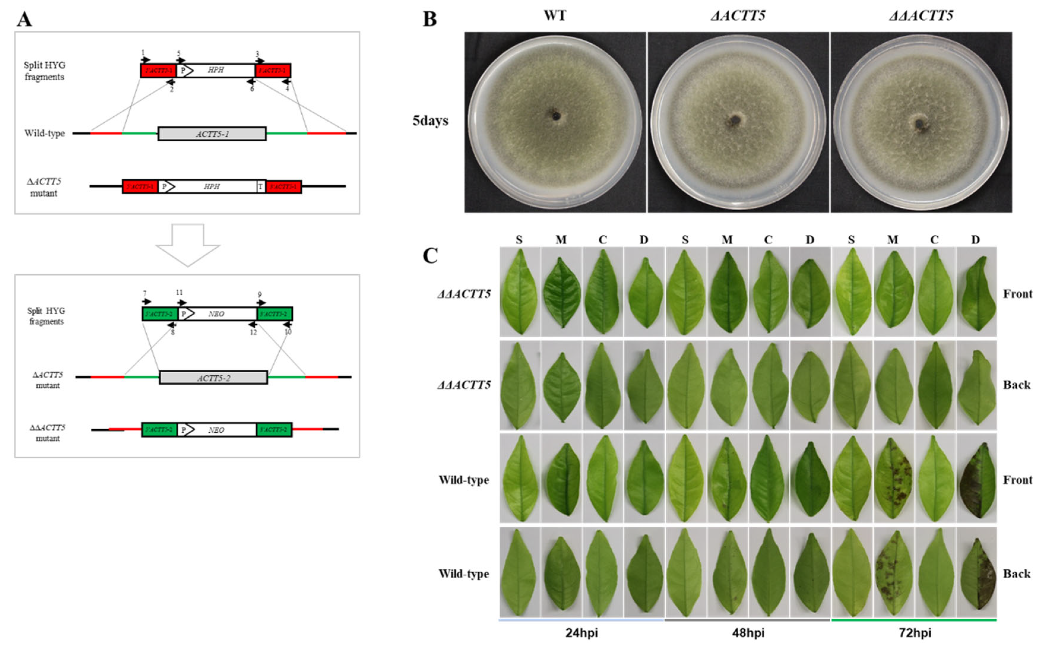 Agronomy 12 03181 g002
