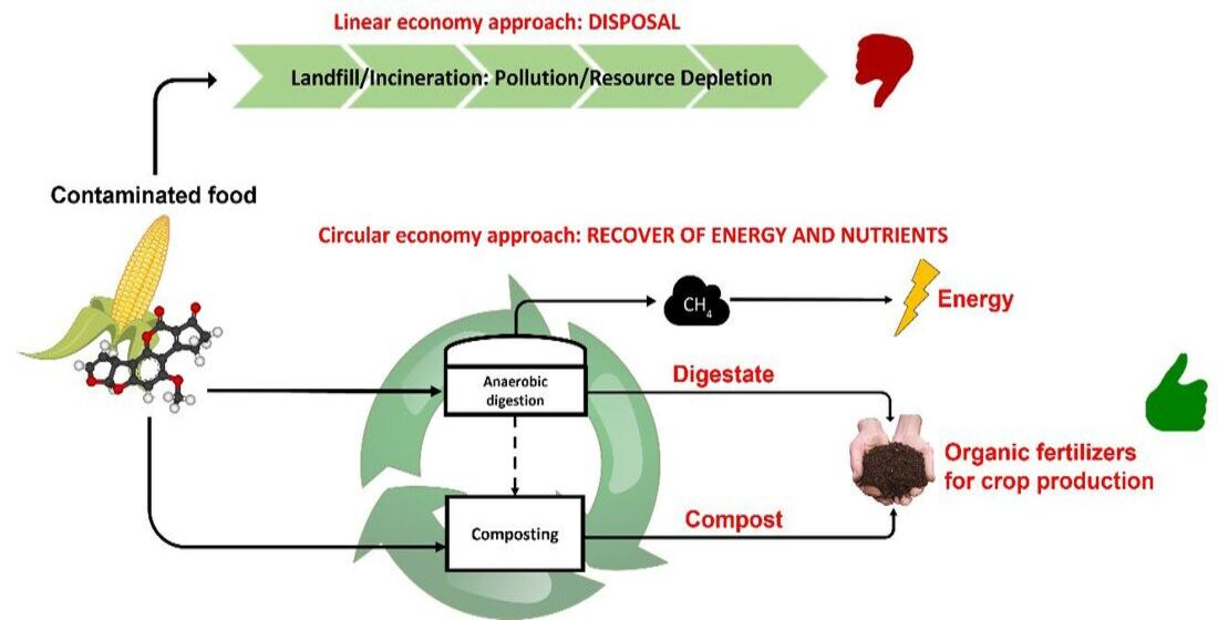 Agronomy | Free Full-Text | Recovery of Energy and Nutrients from  Mycotoxin-Contaminated Food Products through Biological Treatments in a  Circular Economy Perspective: A Review