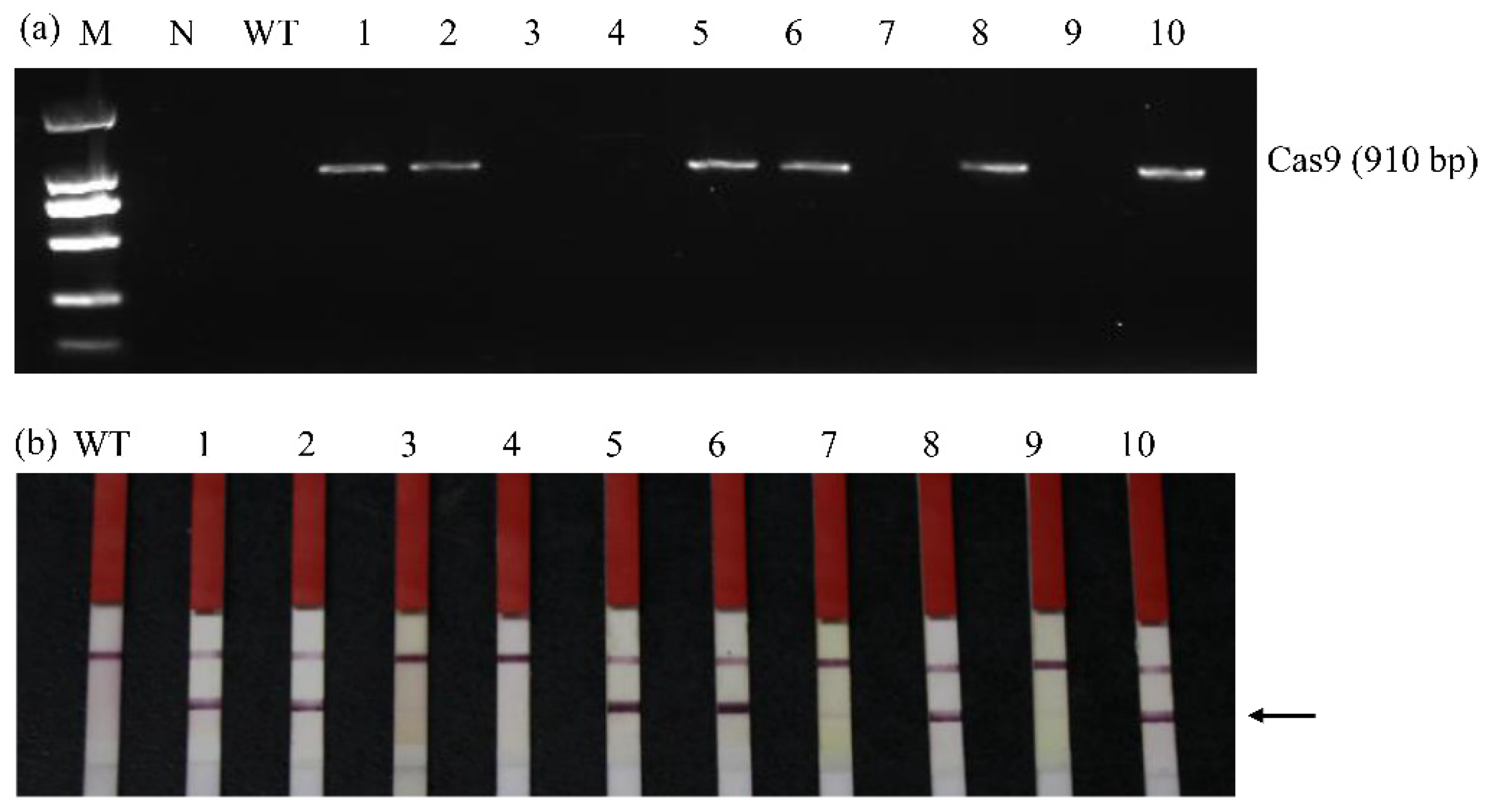 Agronomy 12 03218 g003 Agronomy 12 03218 g003