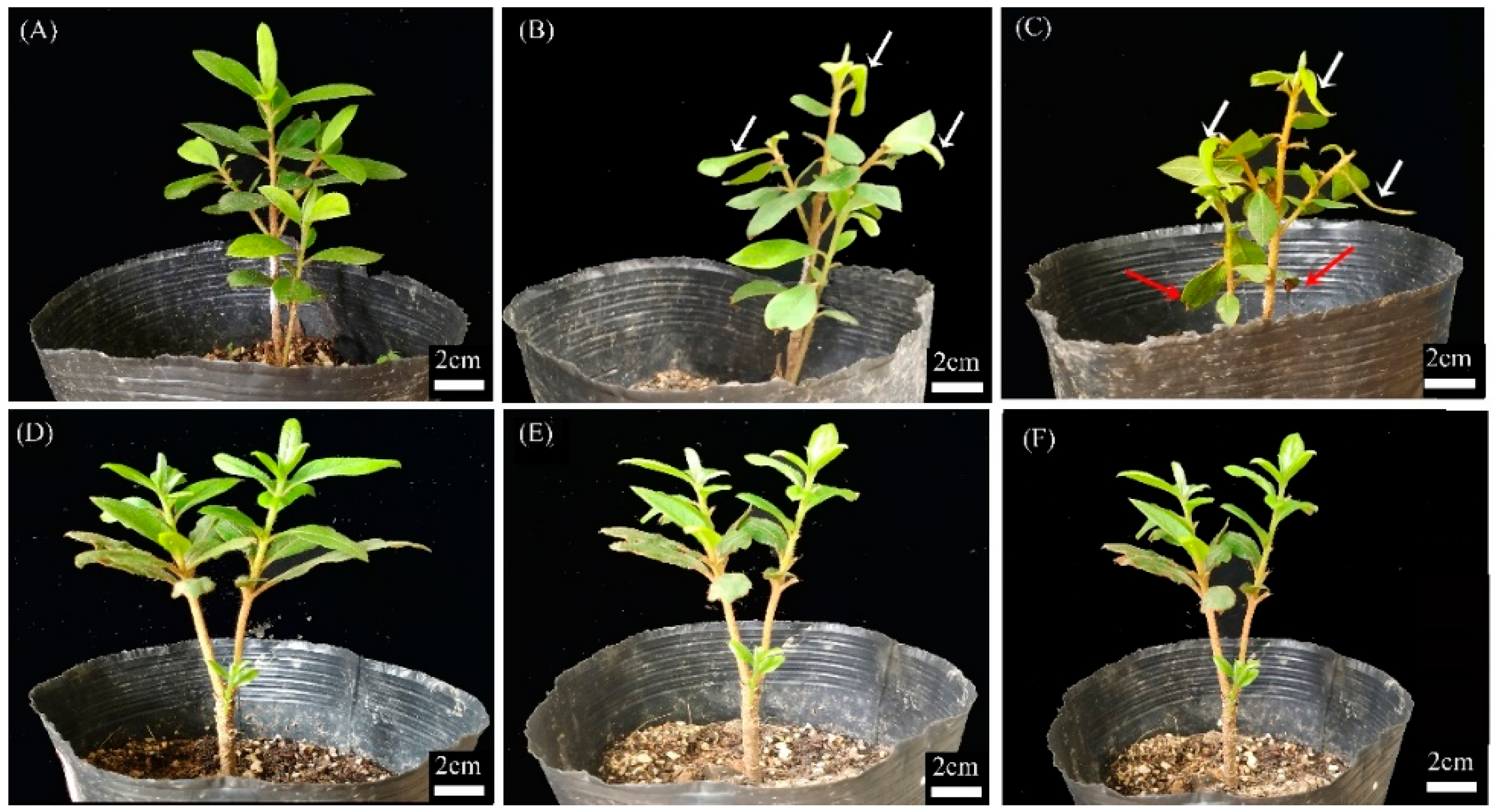 https://www.mdpi.com/agronomy/agronomy-12-03226/article_deploy/html/images/agronomy-12-03226-g001.png