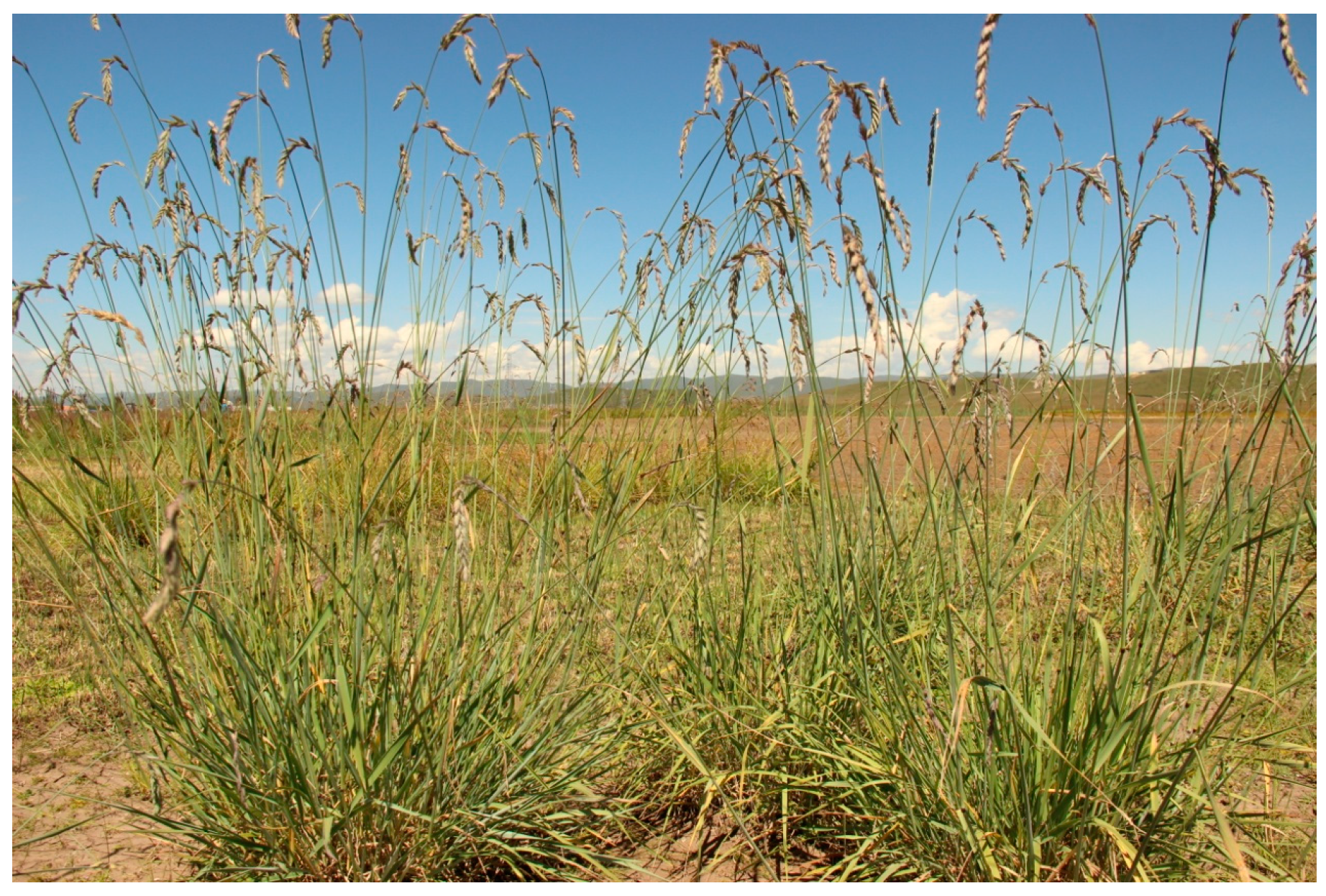 Agronomy 13 00055 g001 Agronomy 13 00055 g001