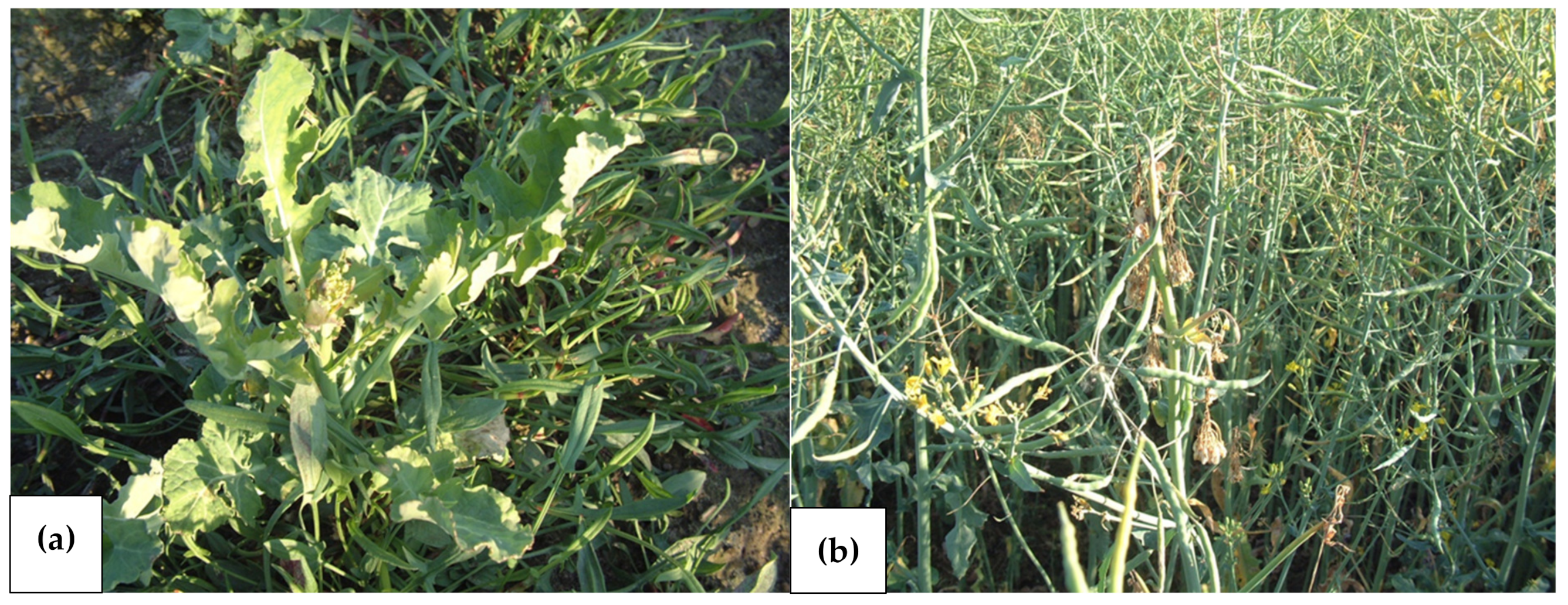 Agronomy 13 00066 g004