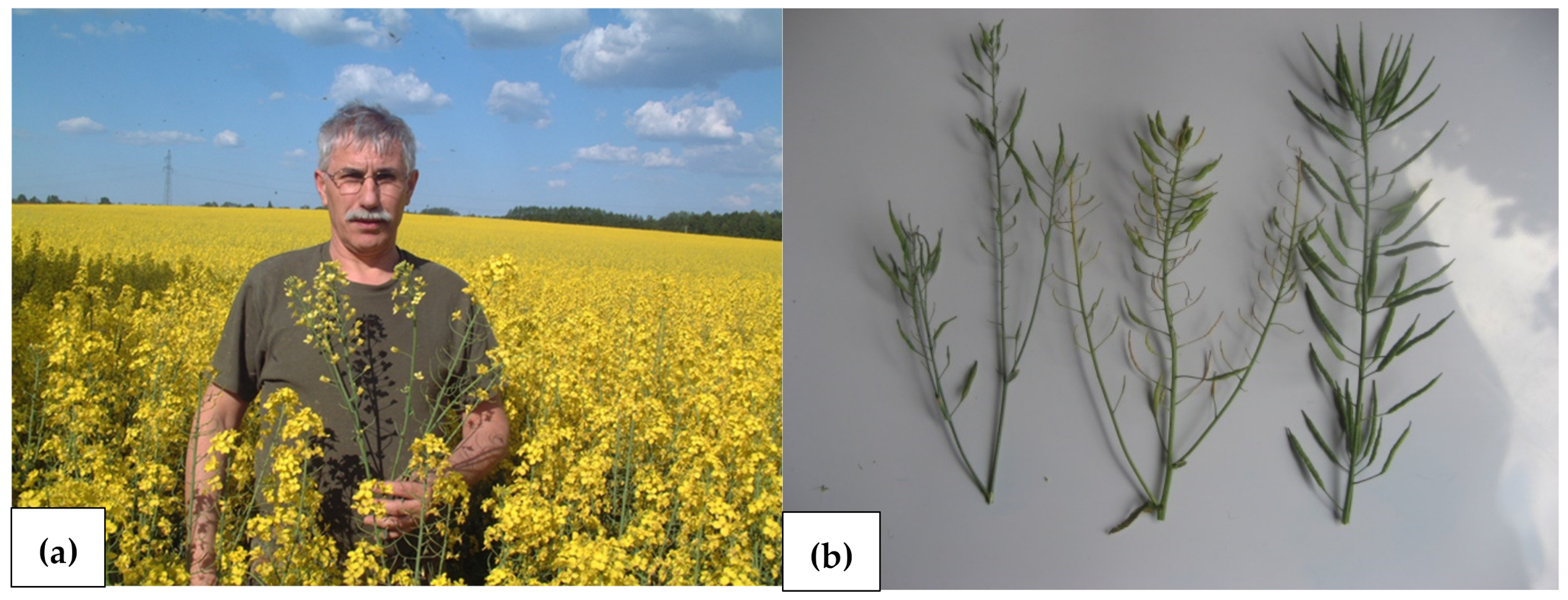 Agronomy 13 00066 g008