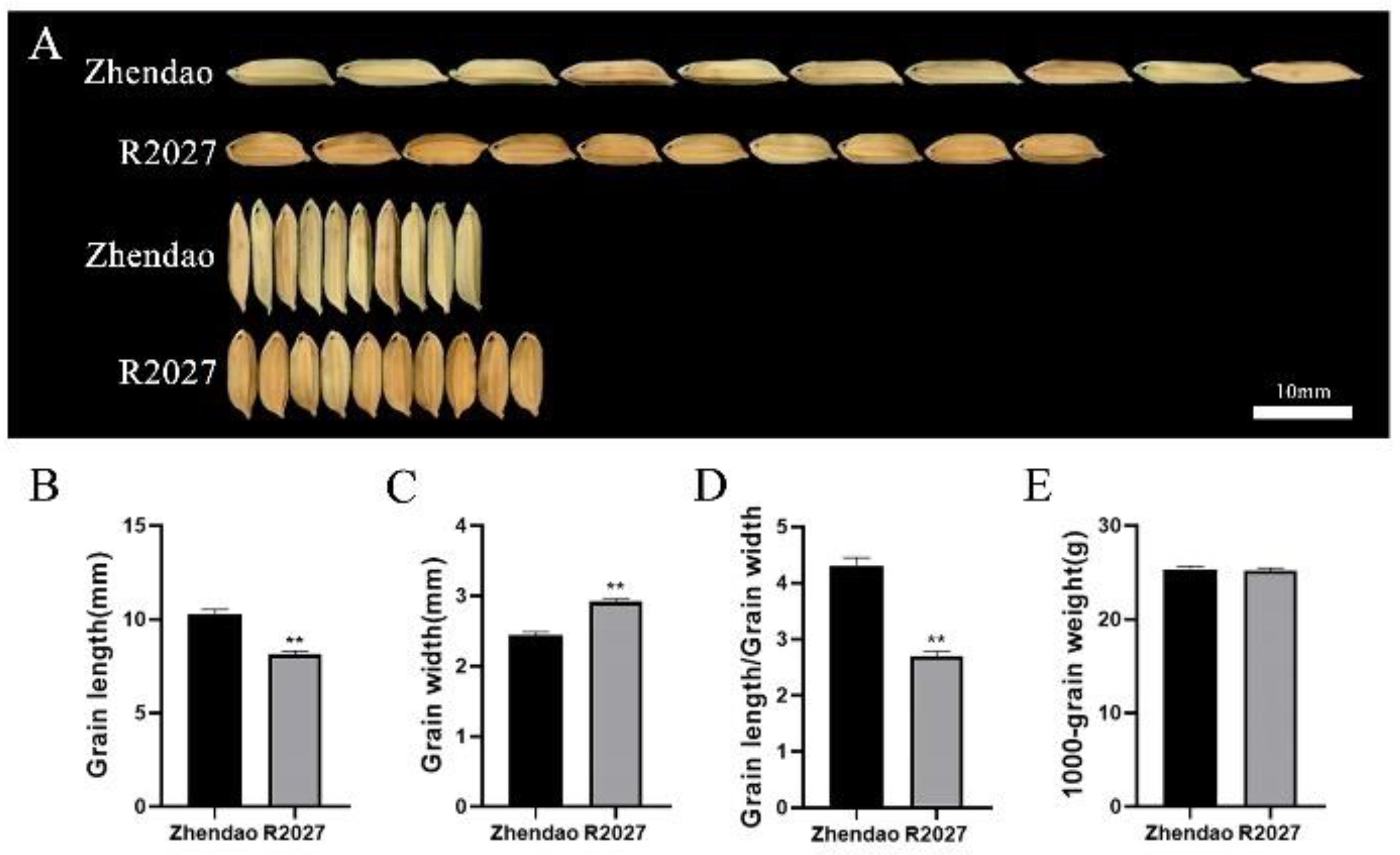 Control of grain size, shape and quality by OsSPL16 in rice