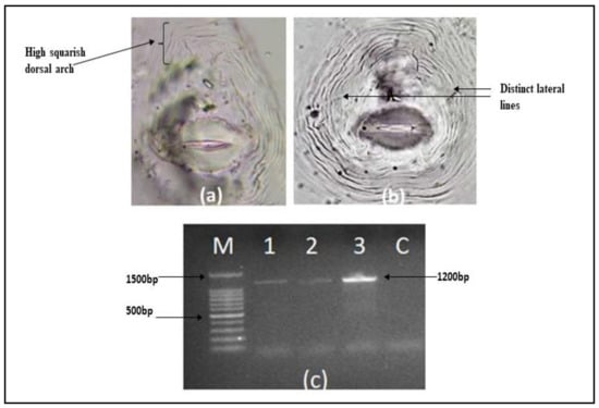 Agronomy Free Full Text Management of Root Knot Nematode with