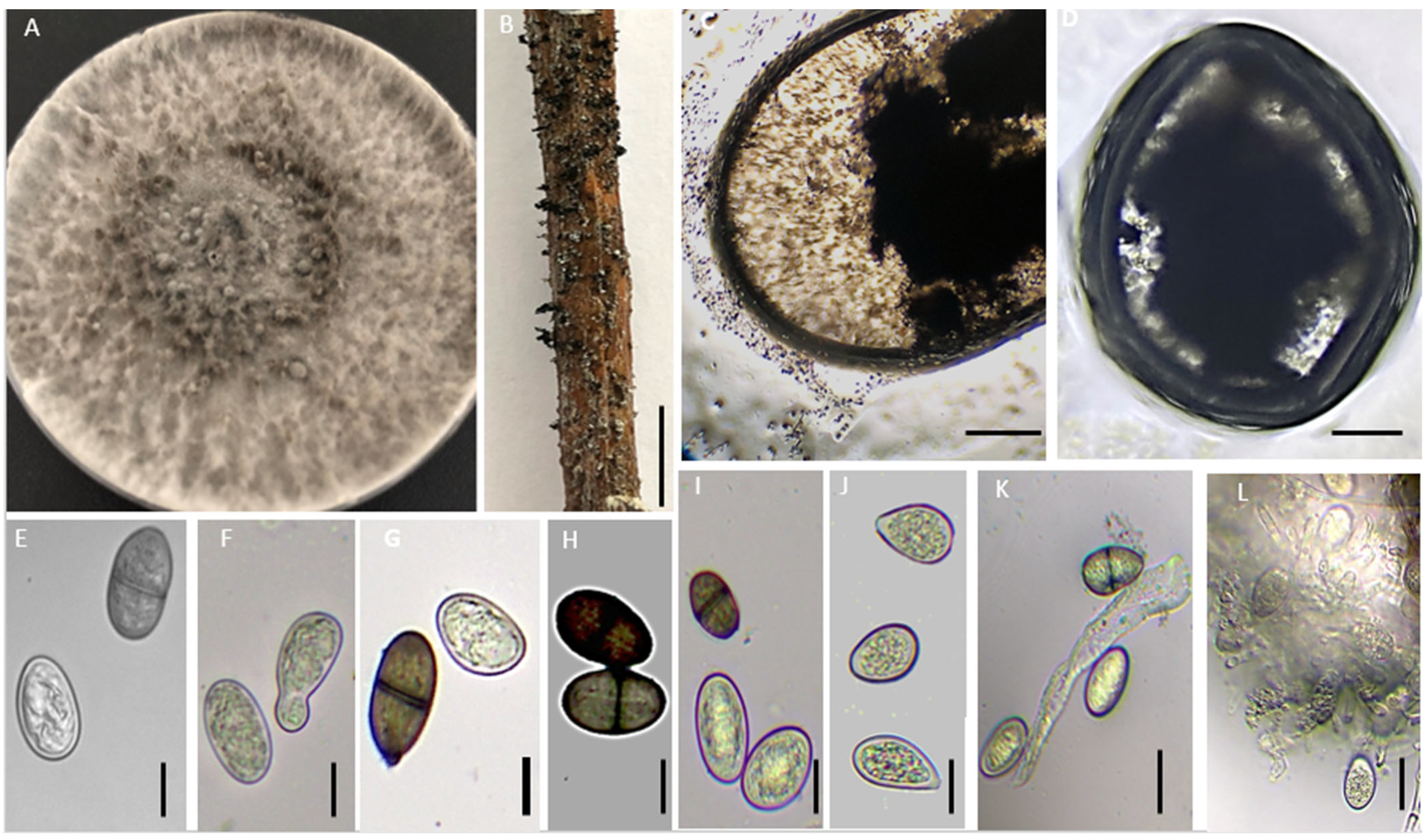 Frontiers  Characterization of fungal pathogens and germplasm