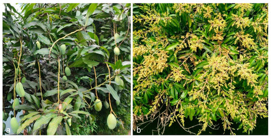 File:Mango tree in full bloom 01.jpg - Wikimedia Commons